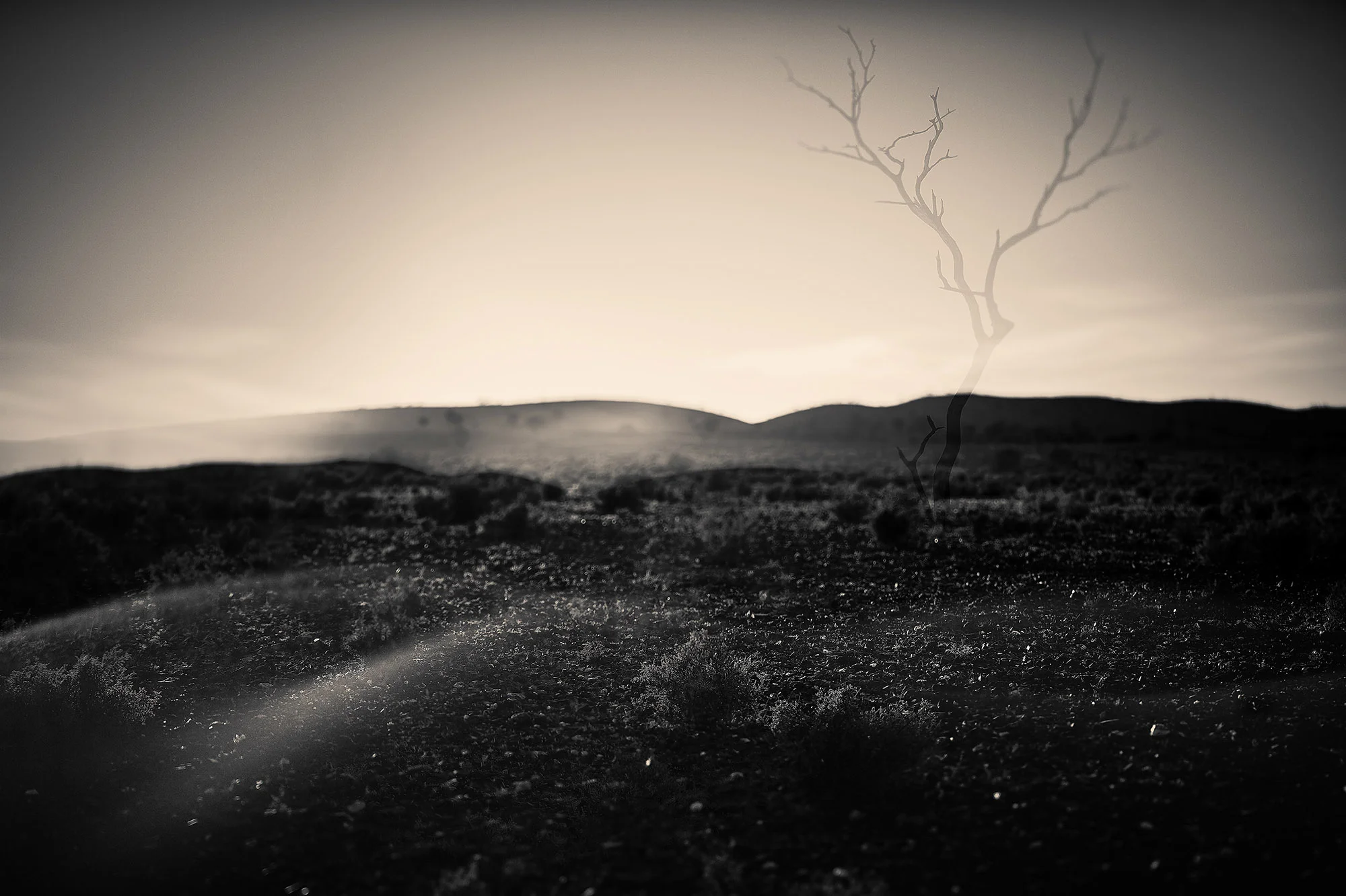 2016_03_5DS_3930COMPASwpc8bit5x33 copy.jpg