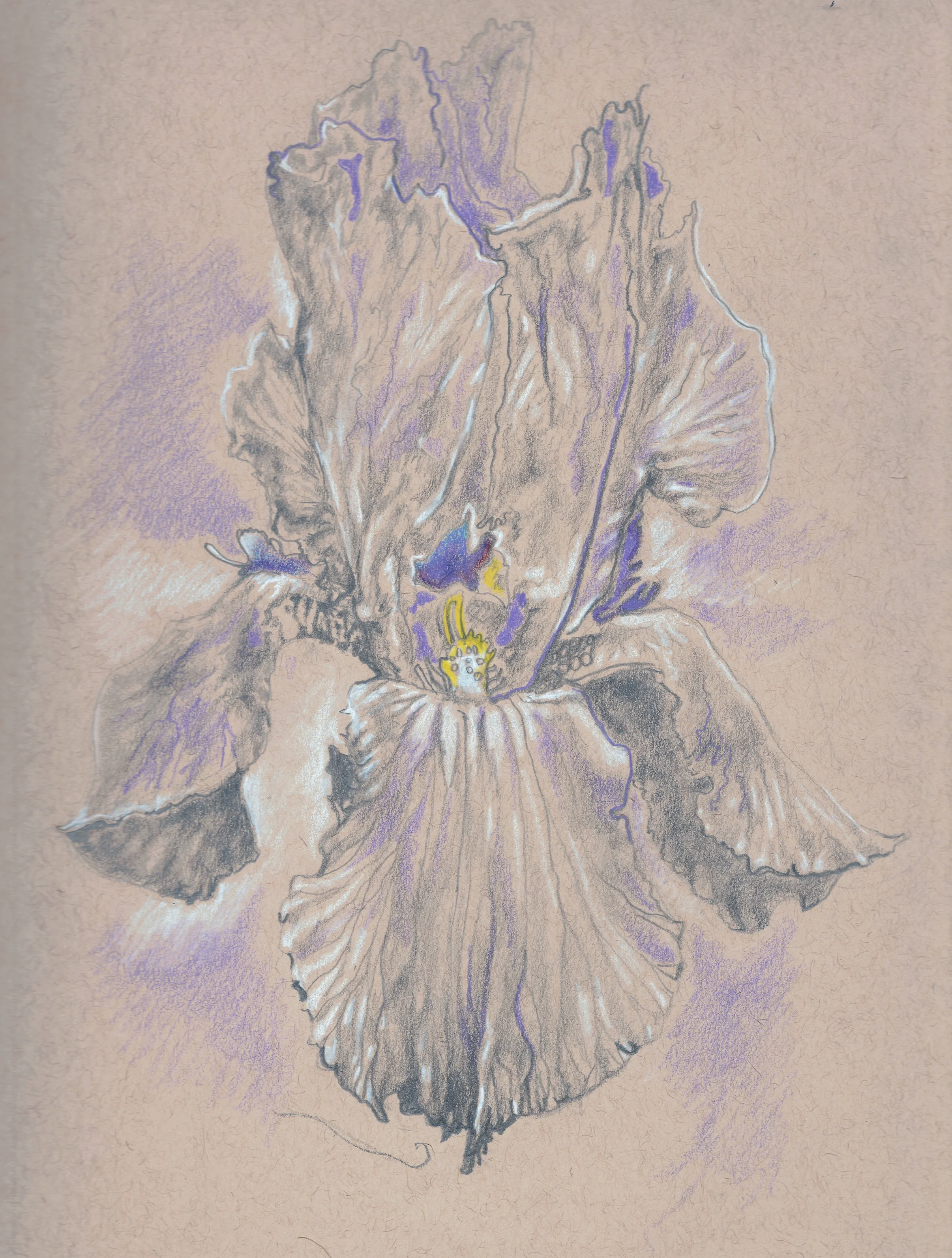 Iris