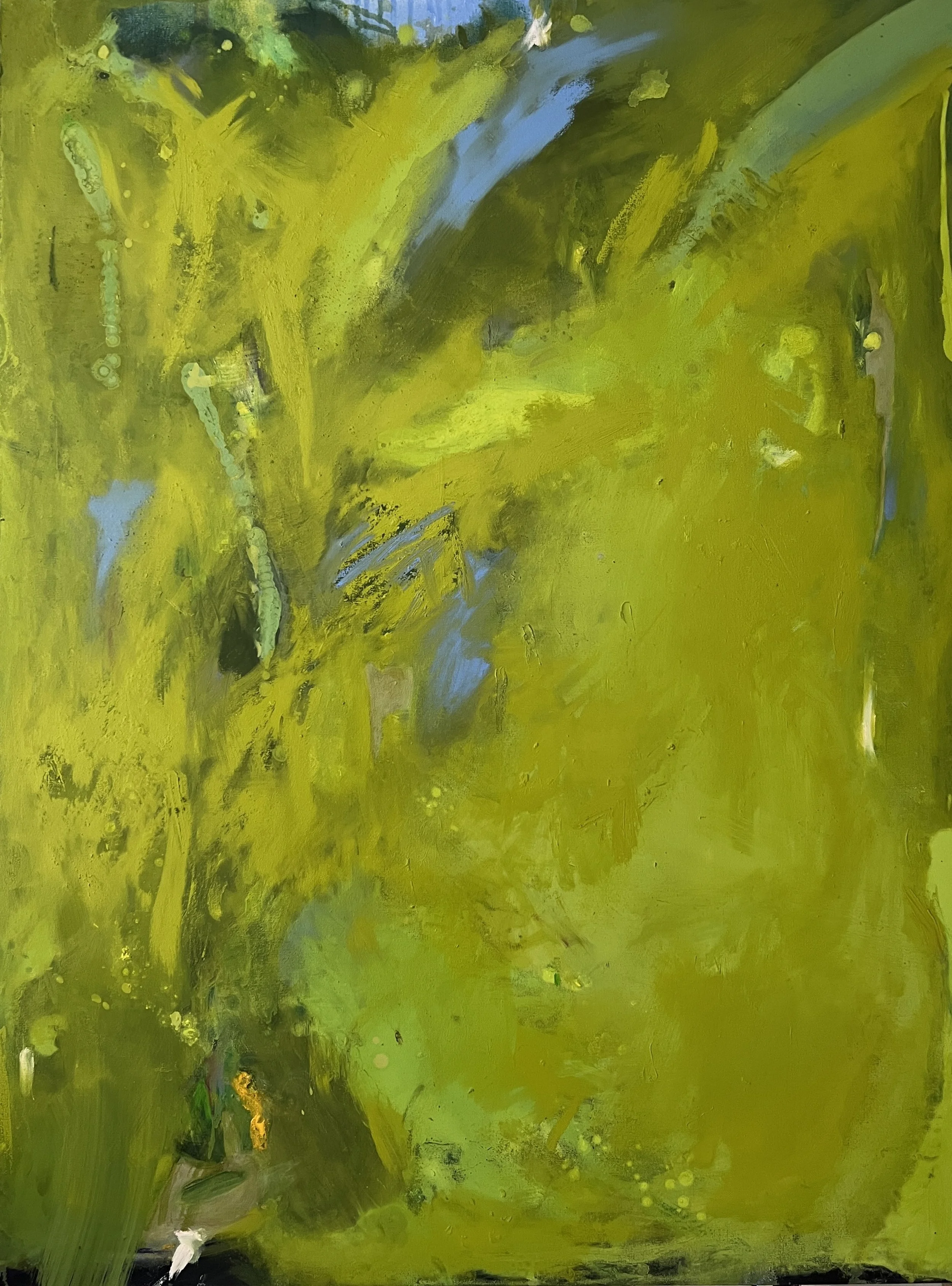 Red Fox in the Forest