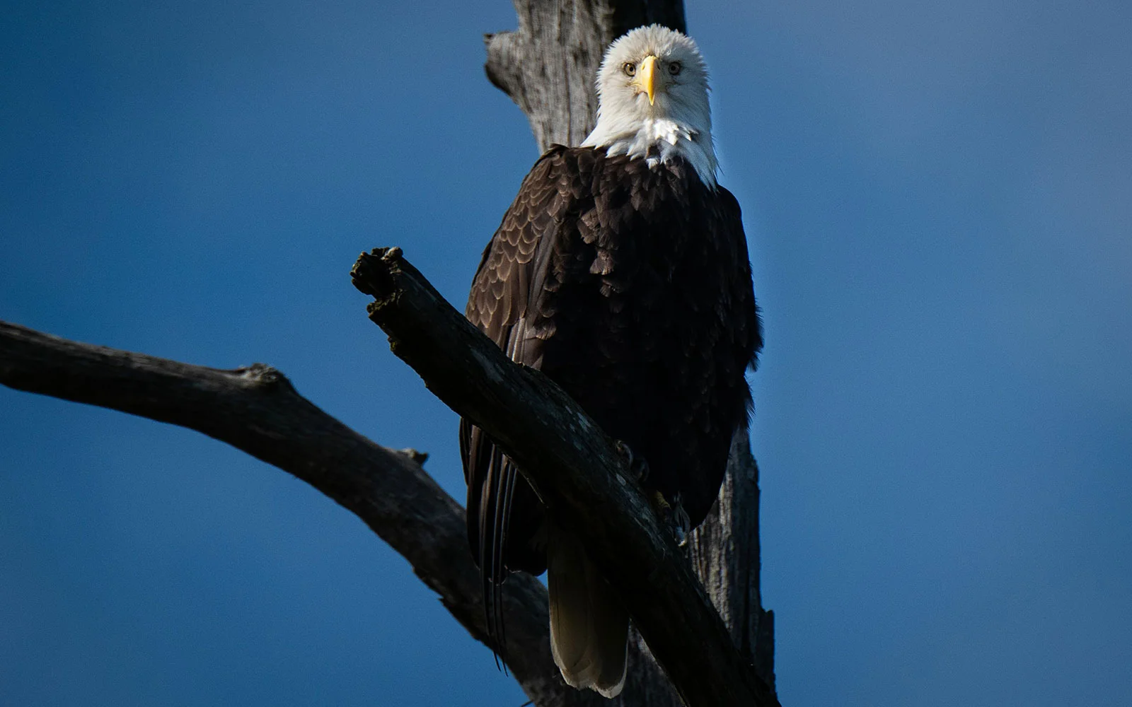 broken-bow-lake-4-seasons-fishing-guide-service-bald-eagle-1.jpg