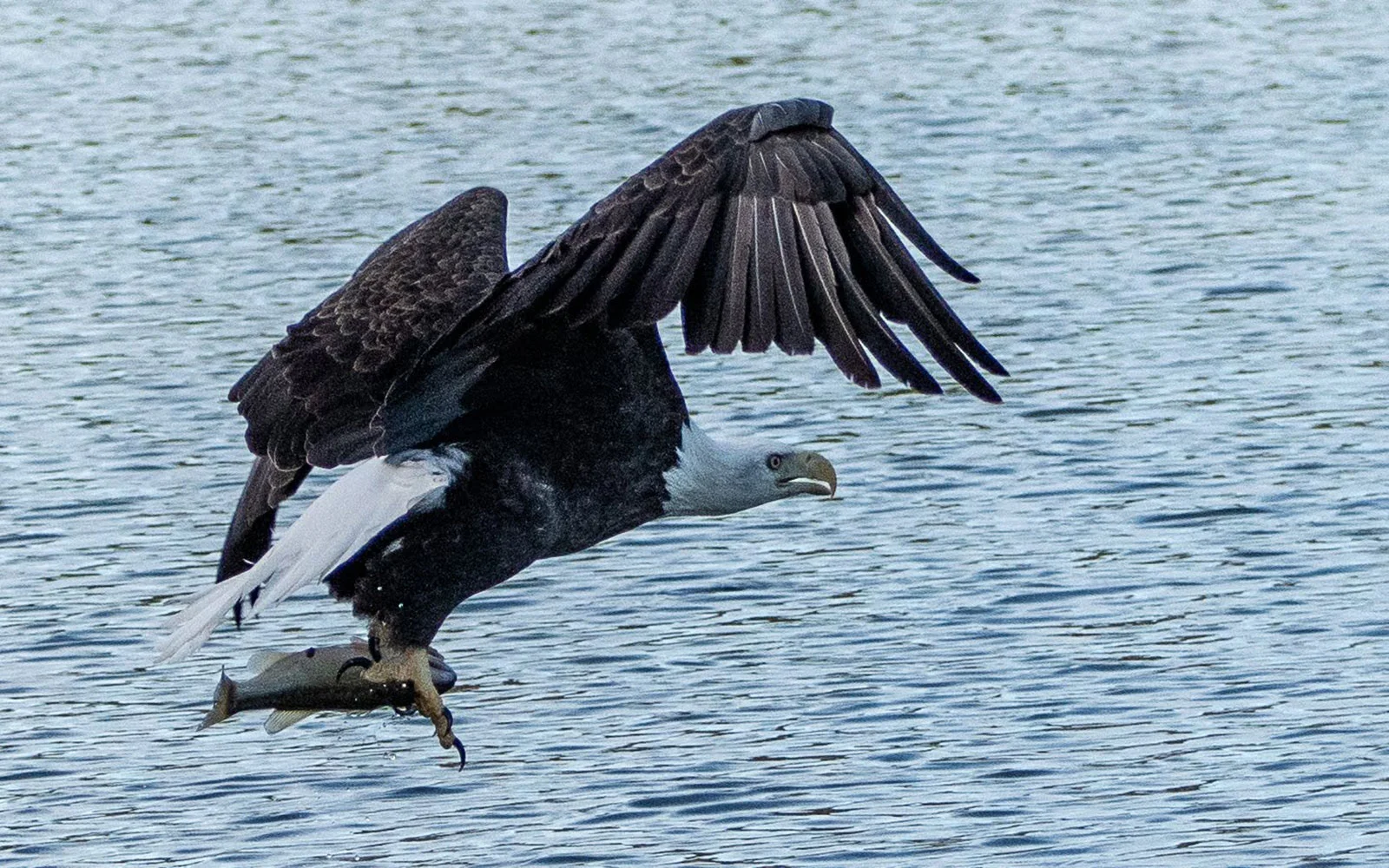 broken-bow-lake-4-seasons-fishing-guide-service-bald-eagle-3.jpg