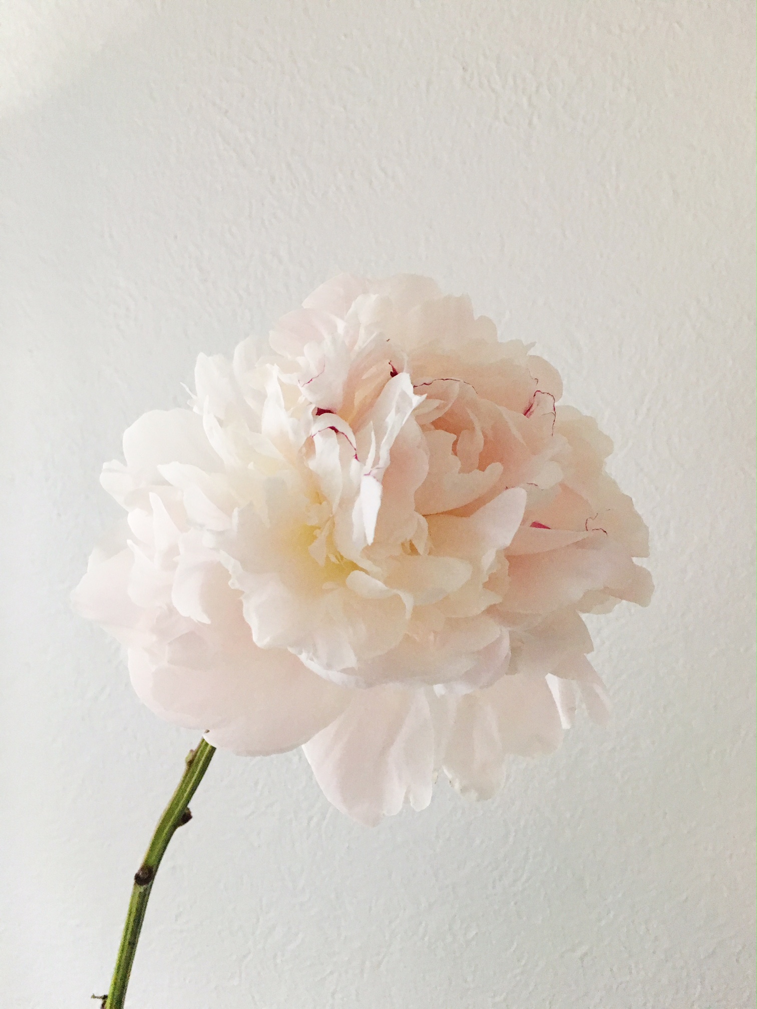 WHITE PEONY