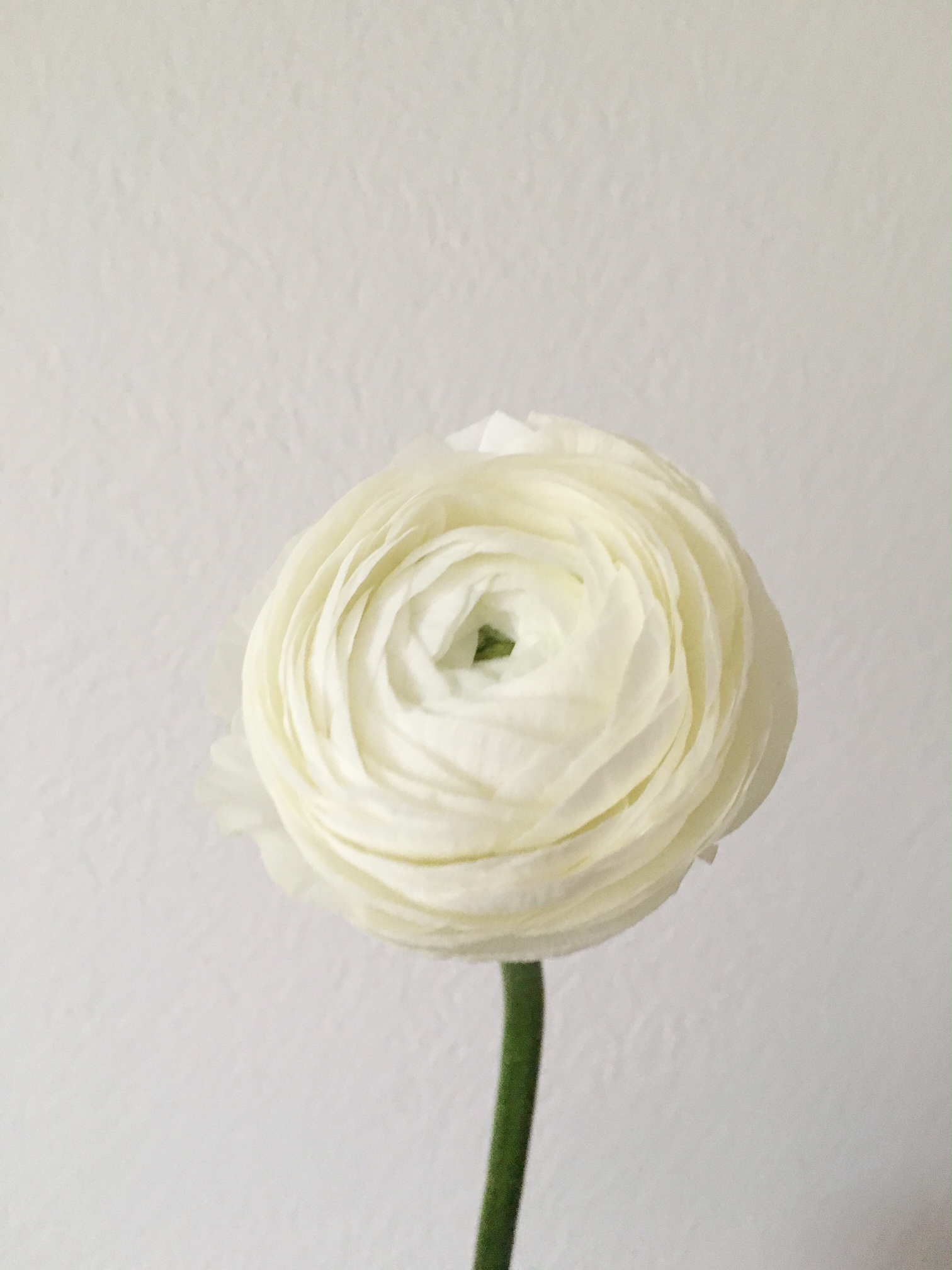 WHITE RANUNCULUS