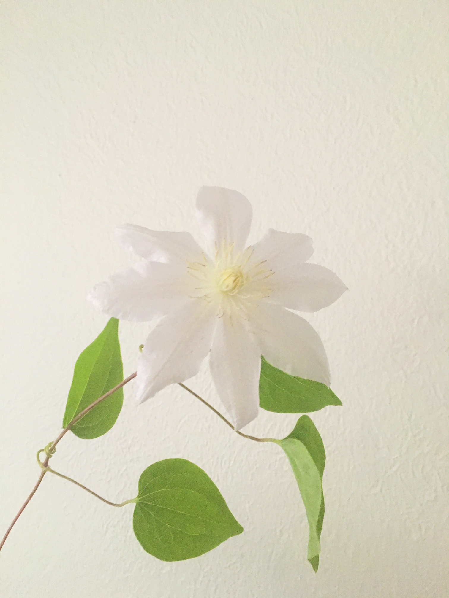 WHITE CLEMATIS