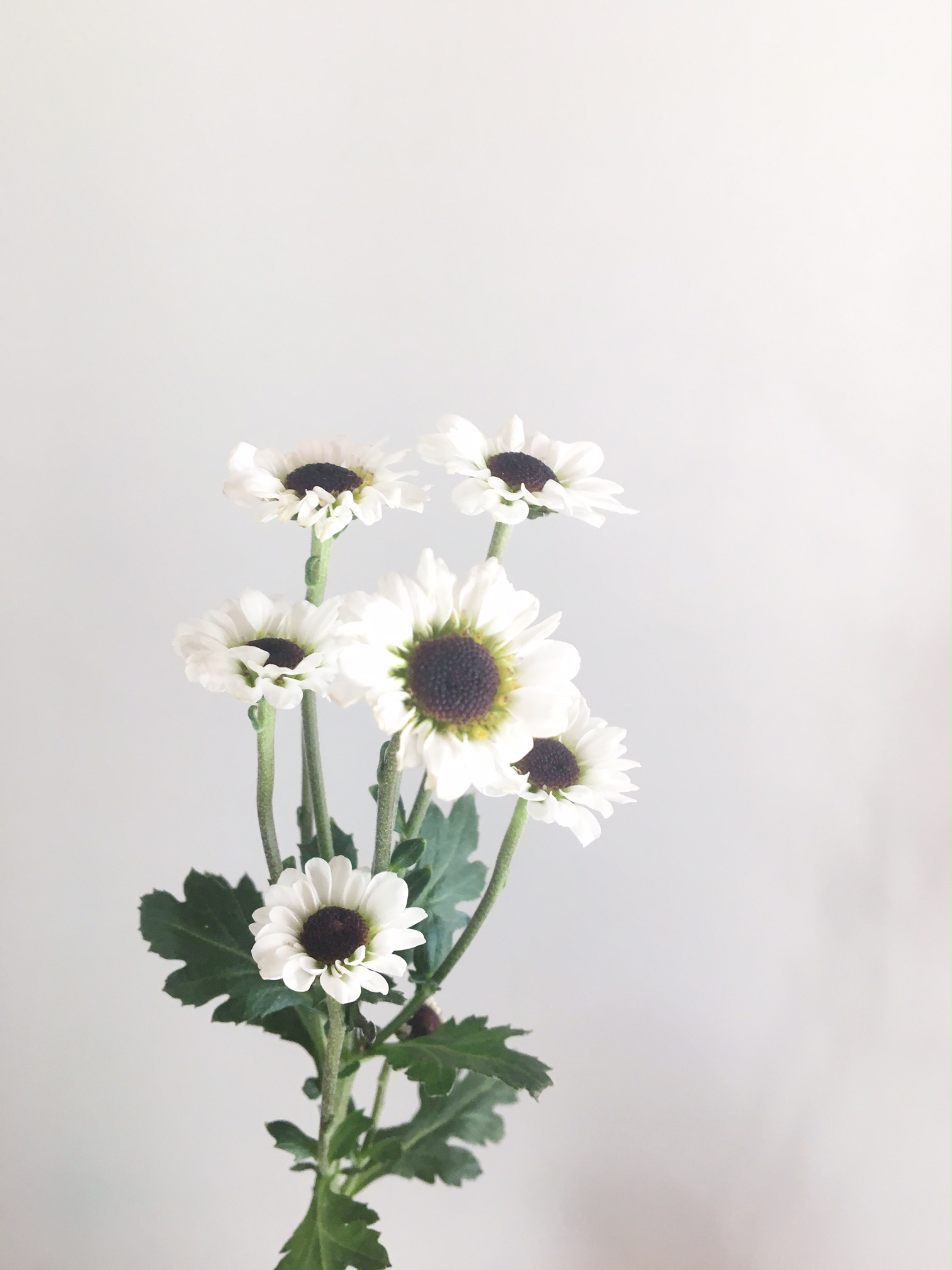 WHITE DAISY WITH BLACK CENTER