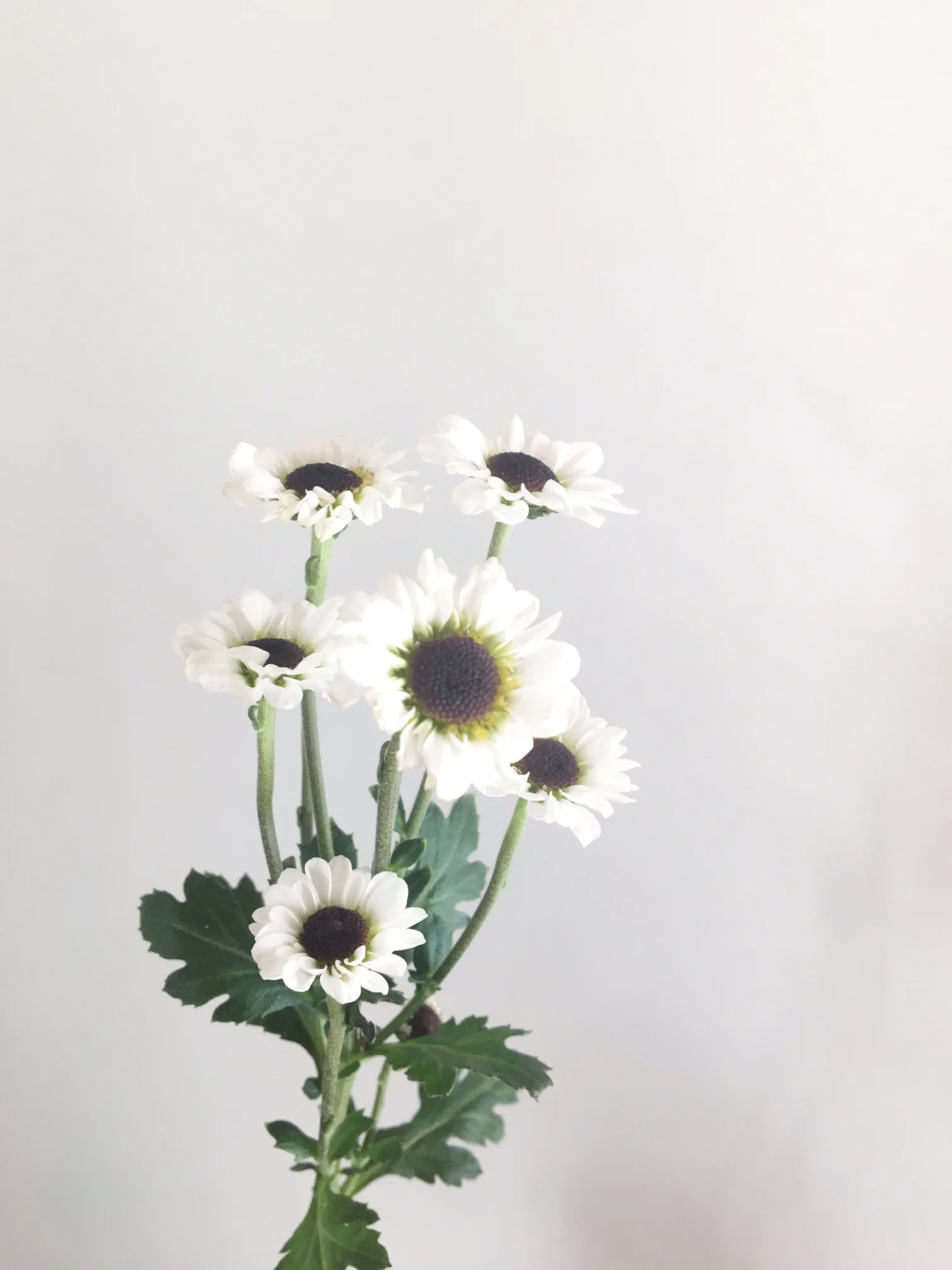 FLOWER LIBRARY — CELEBRATE DALLAS TEXAS WEDDING PLANNER