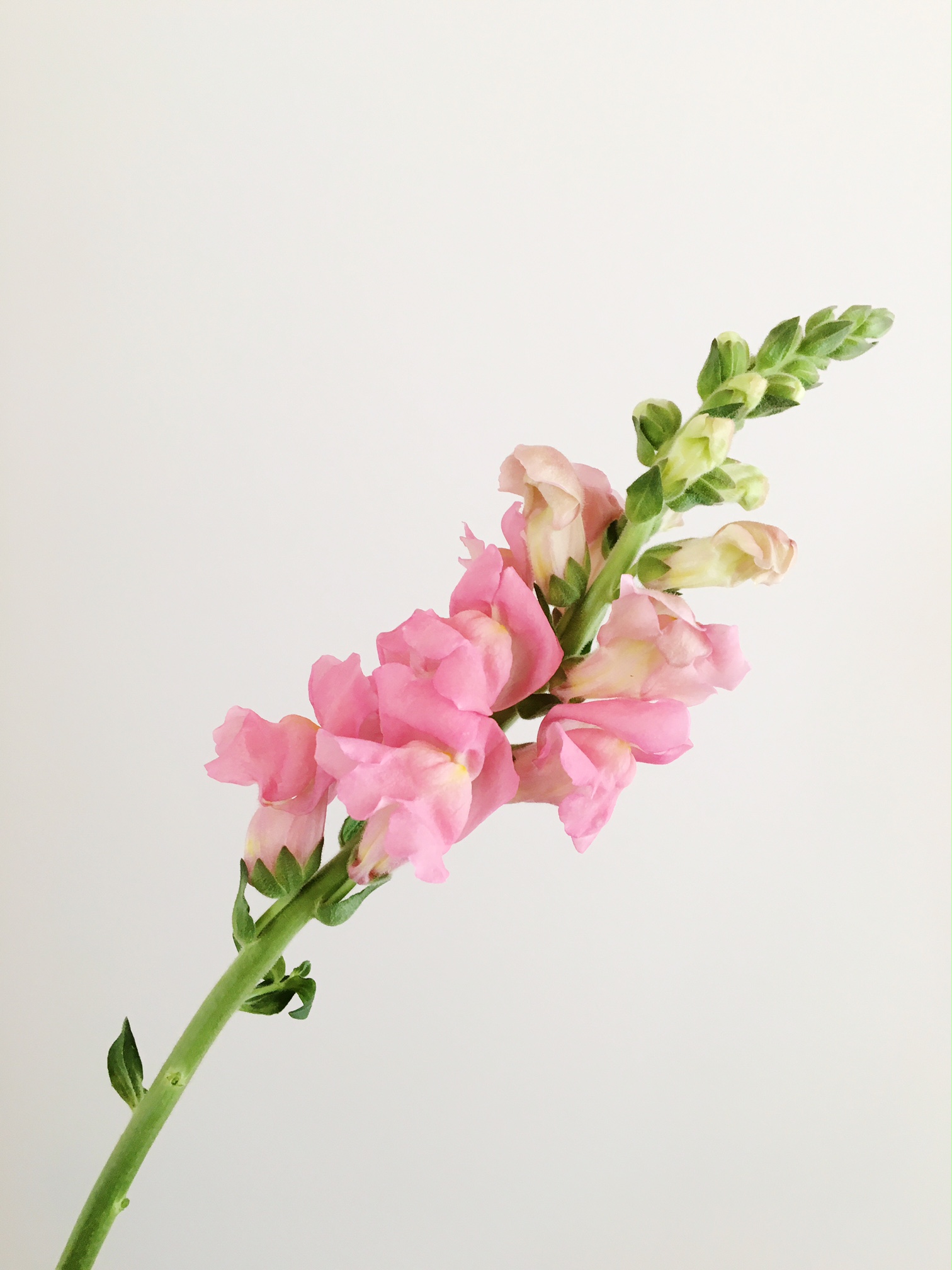 BLUSH SNAPDRAGON