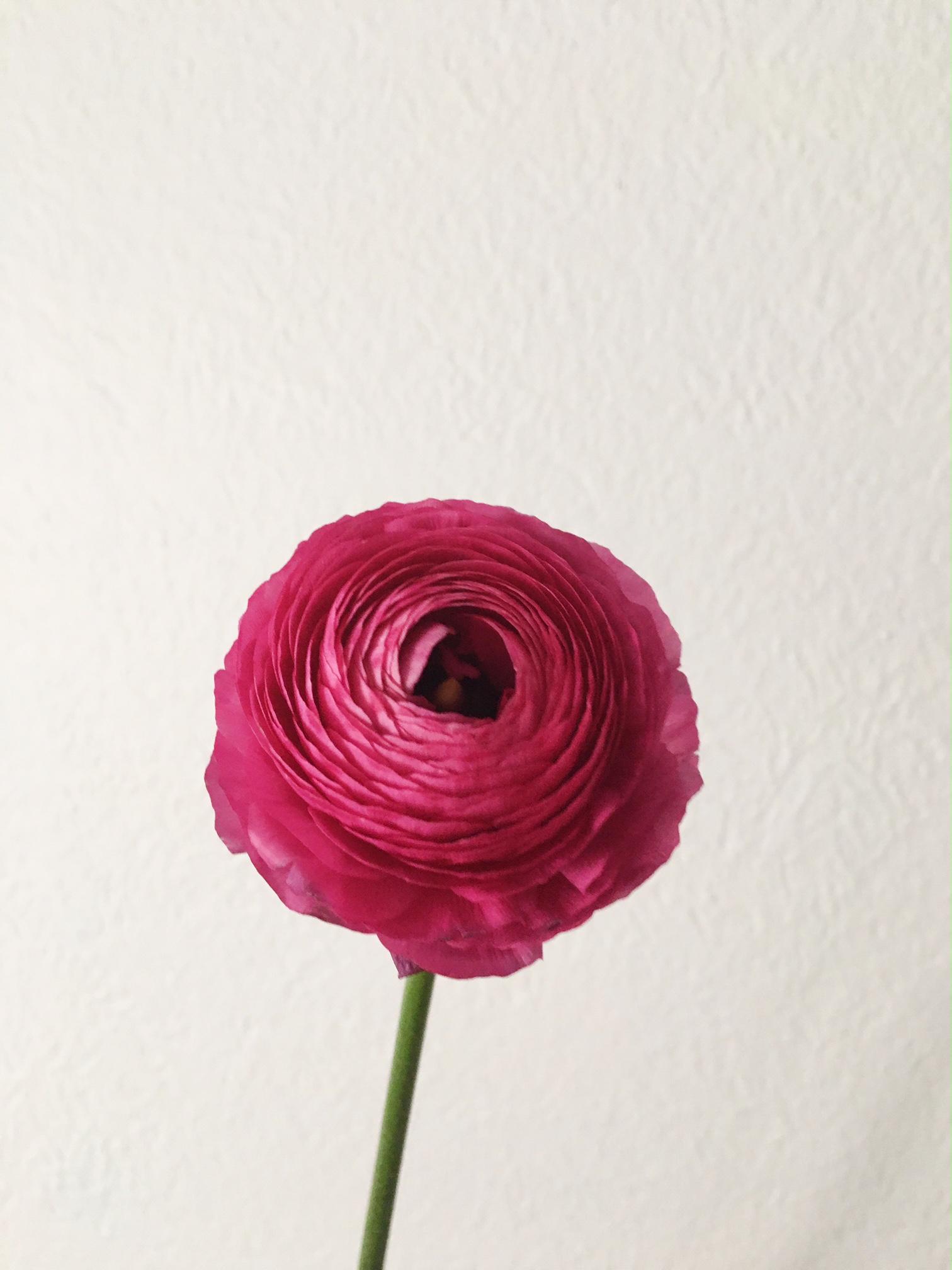 HOT PINK RANUNCULUS