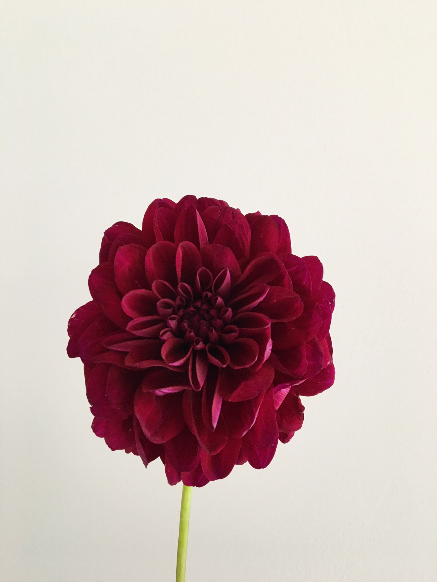 BURGUNDY DAHLIA