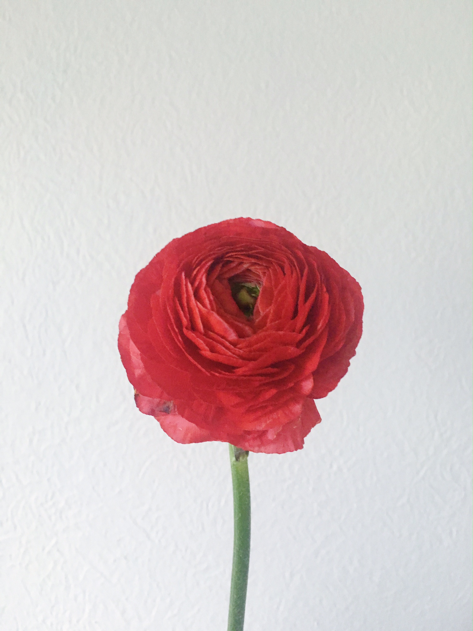 RED RANUNCULUS