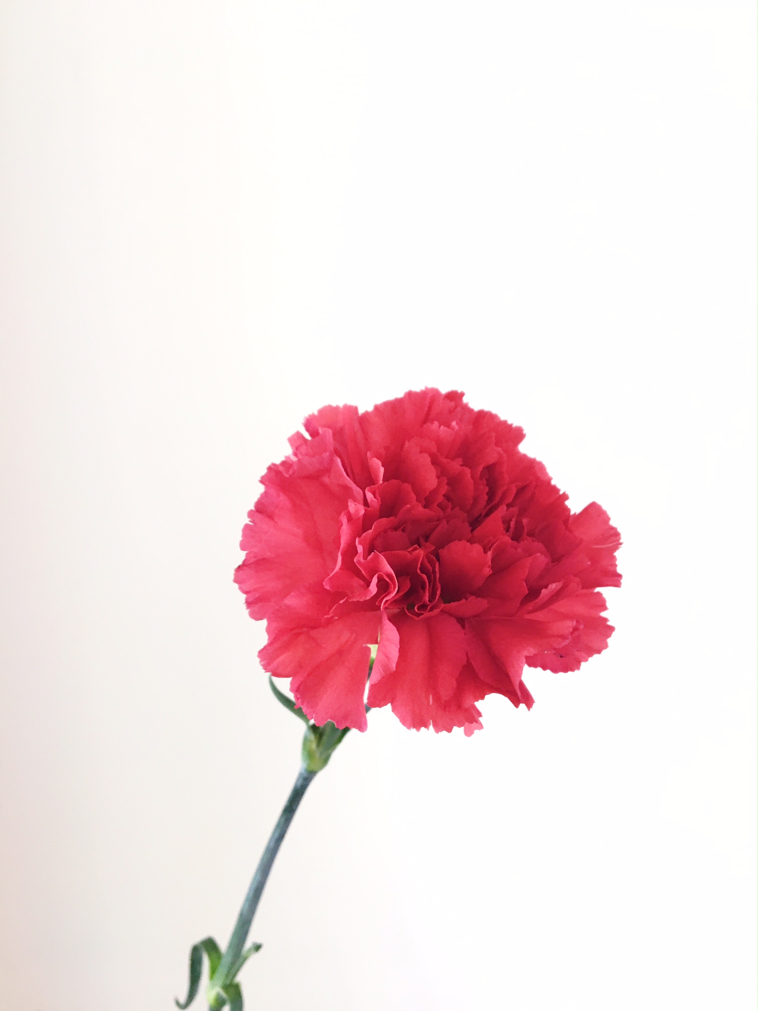 RED CARNATION