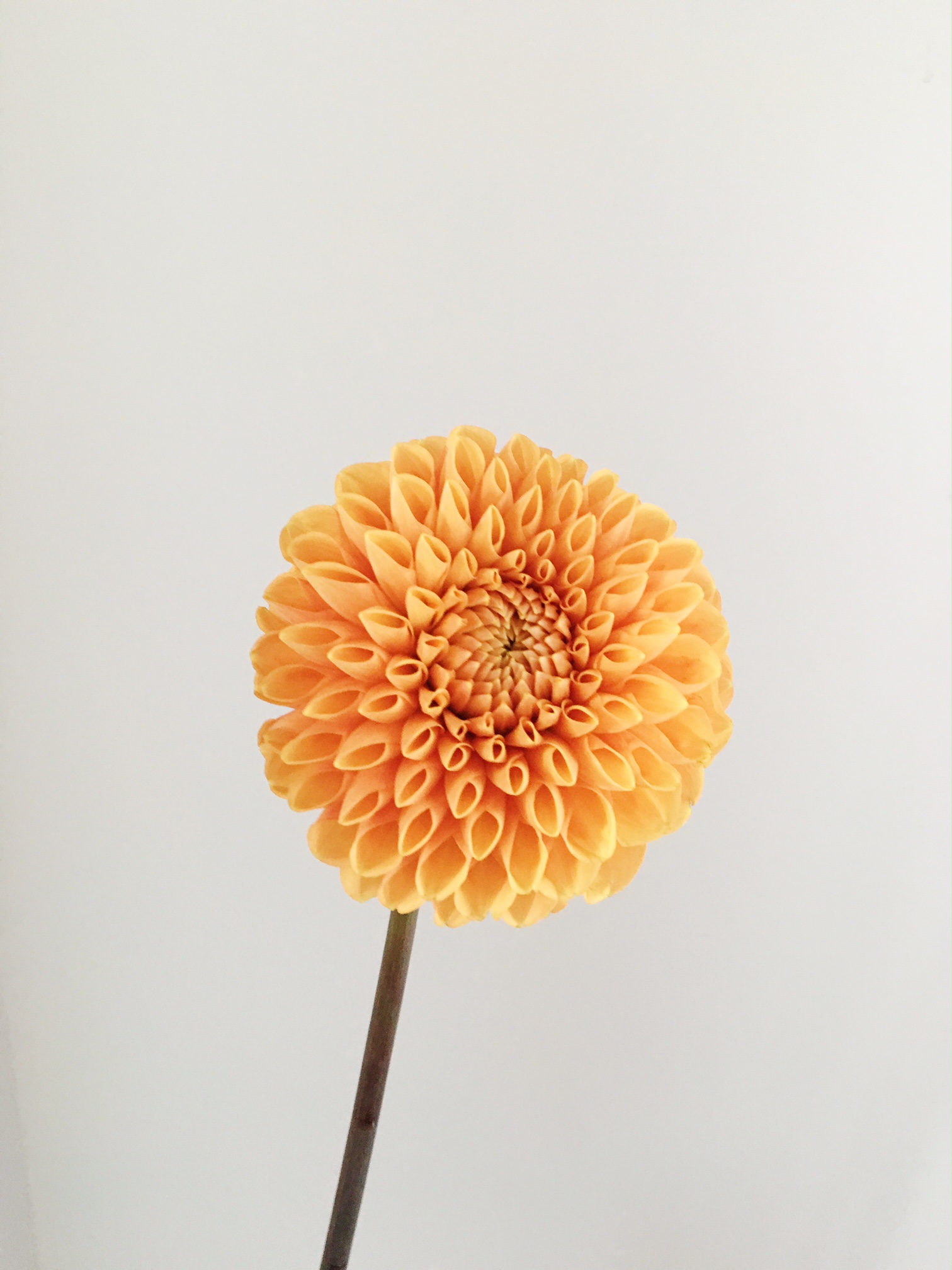 ORANGE BALL DAHLIA