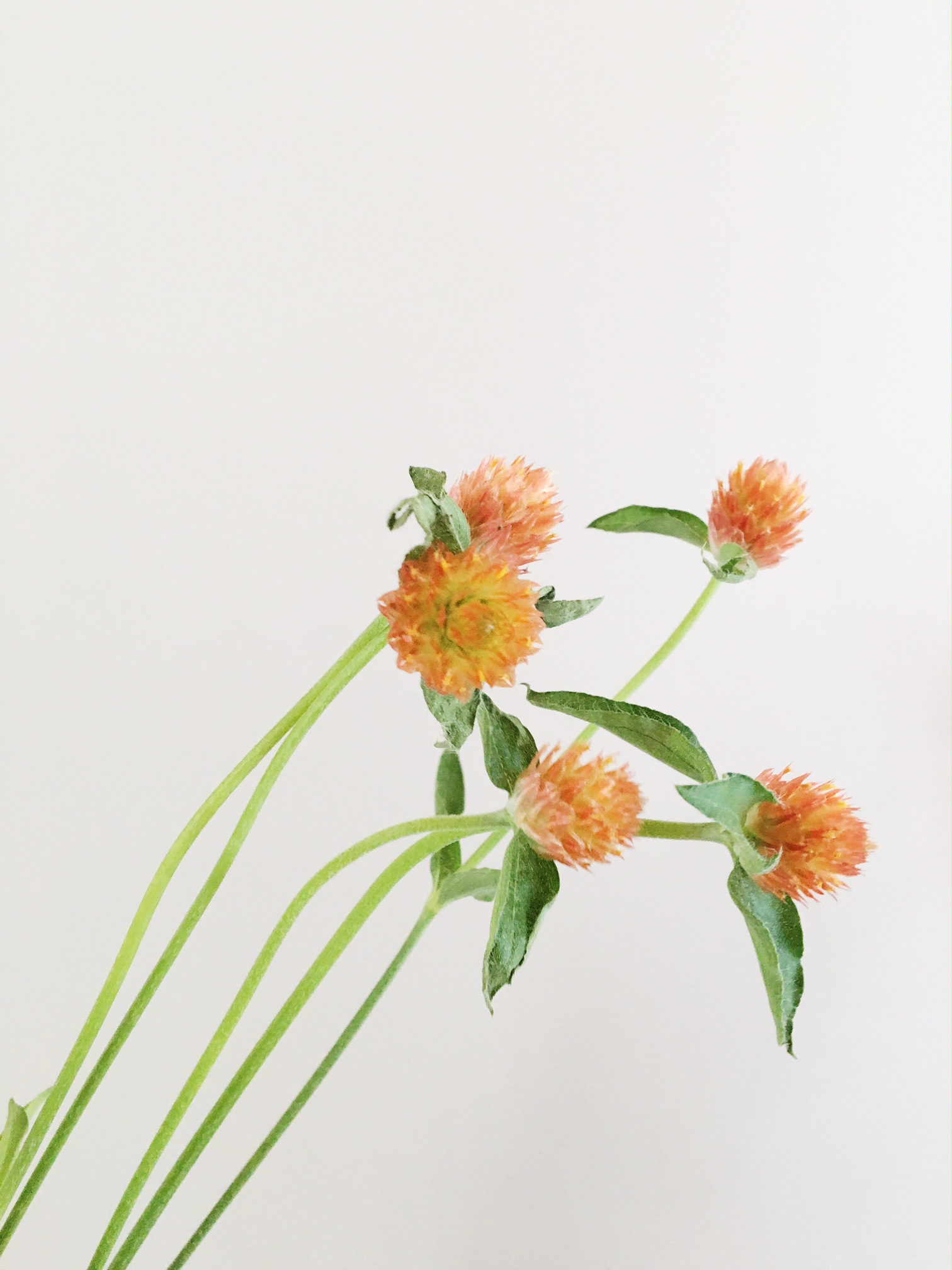 ORANGE GOMPHRENA