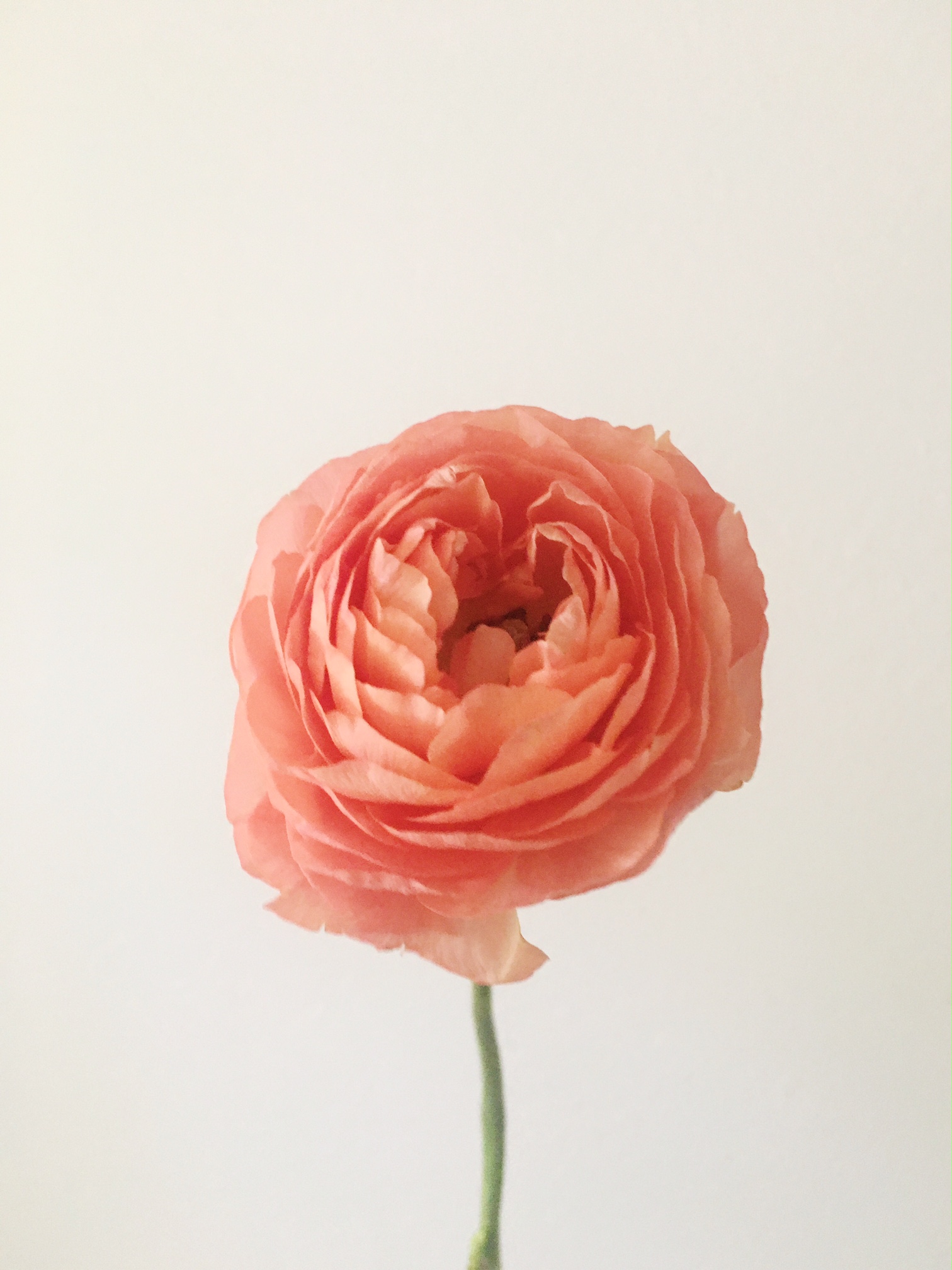 PEACH RANUNCULUS