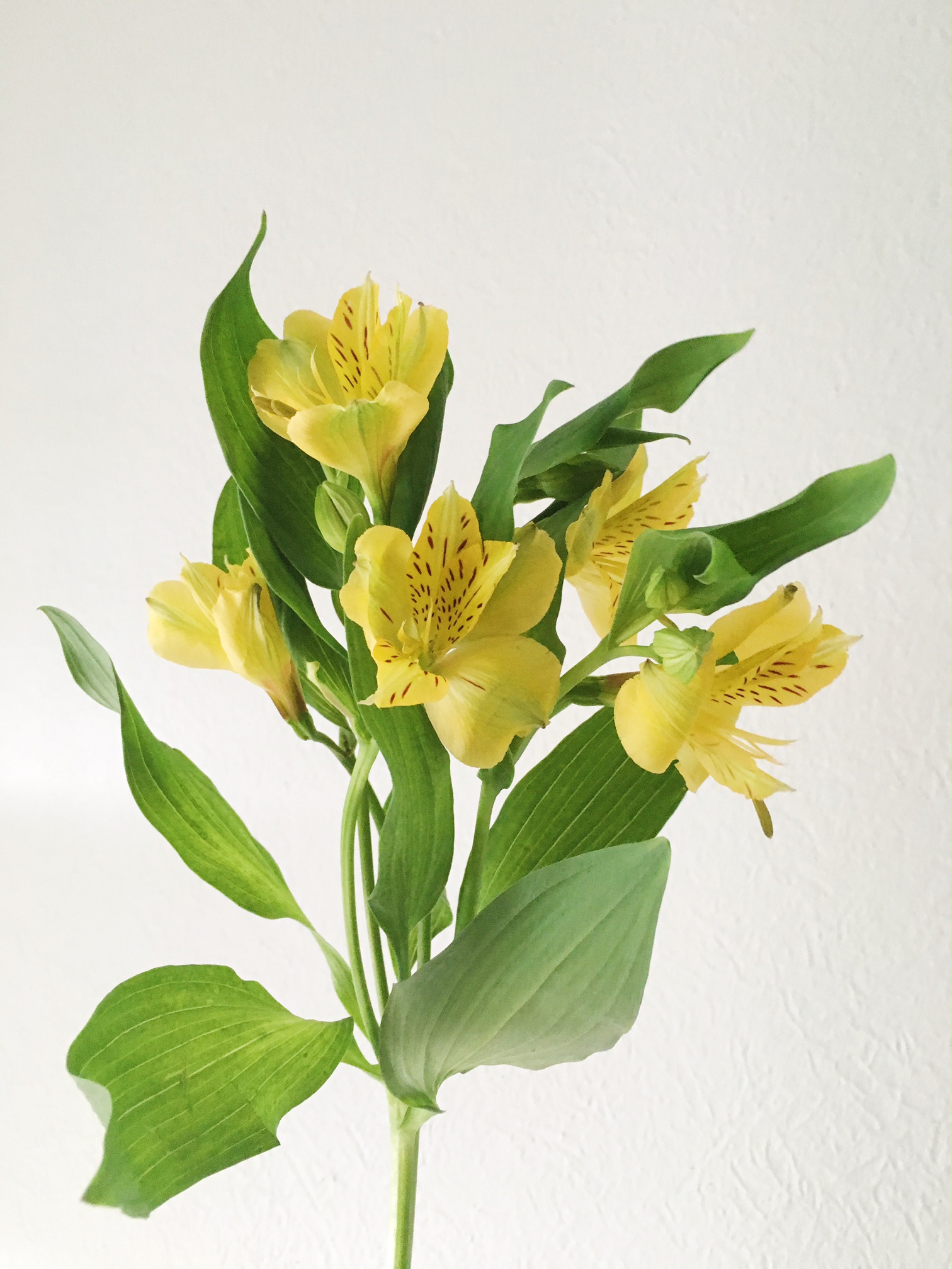 YELLOW ALSTROMERIA