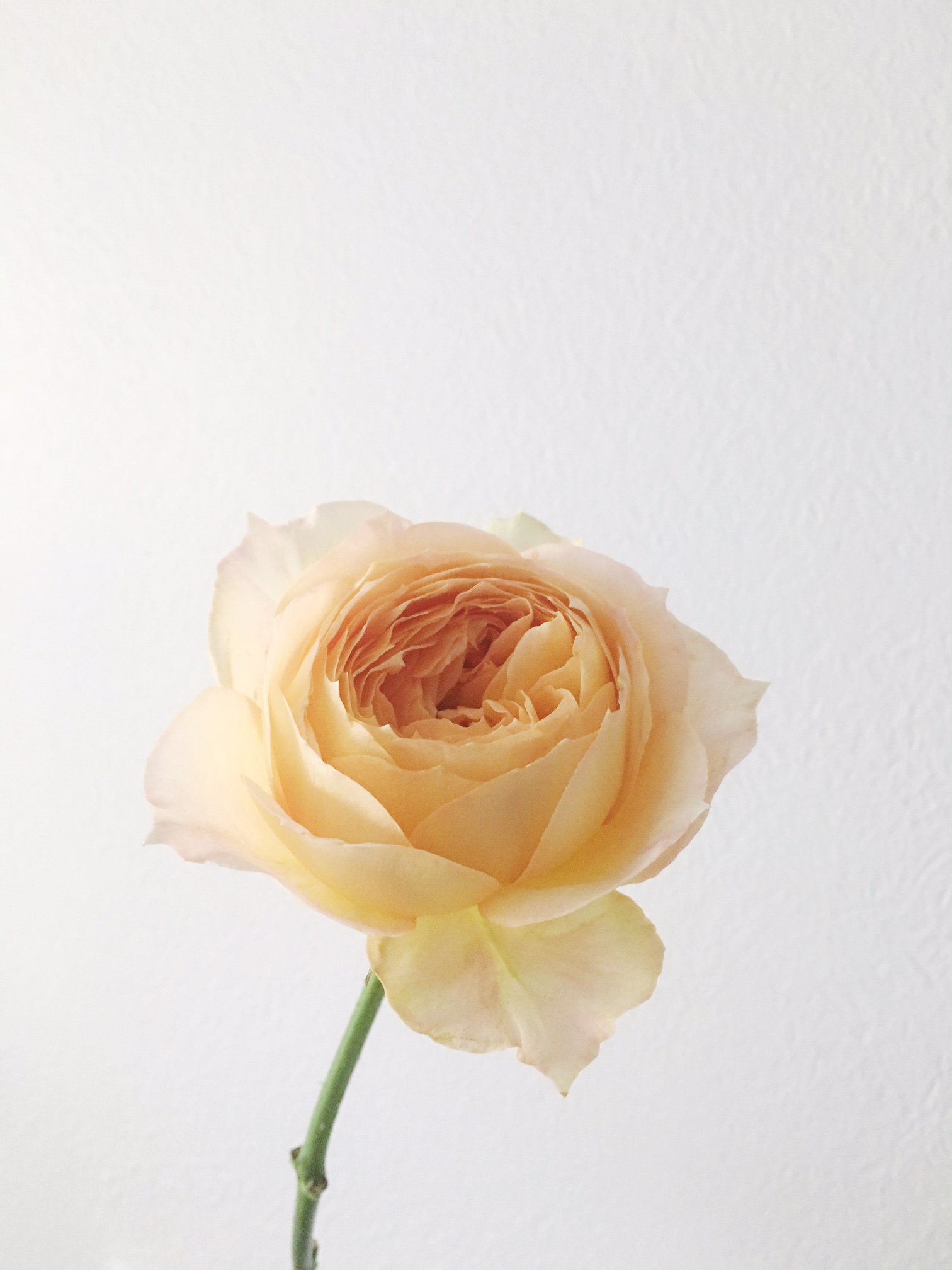 CARAMEL ANTIKE GARDEN ROSE