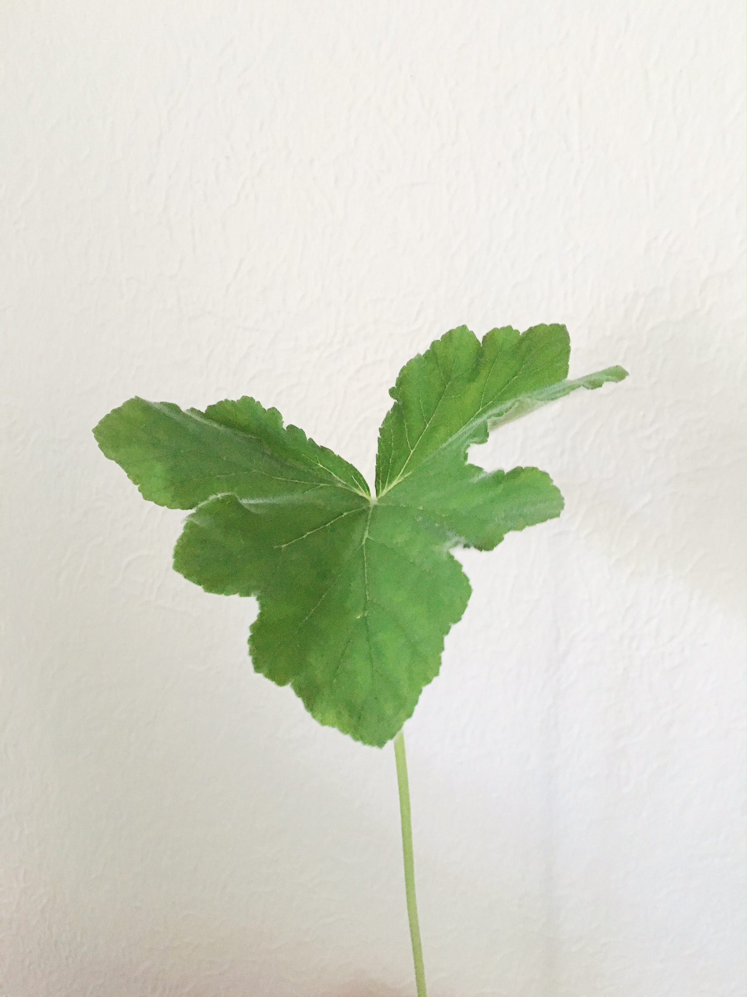 GERANIUM LEAF