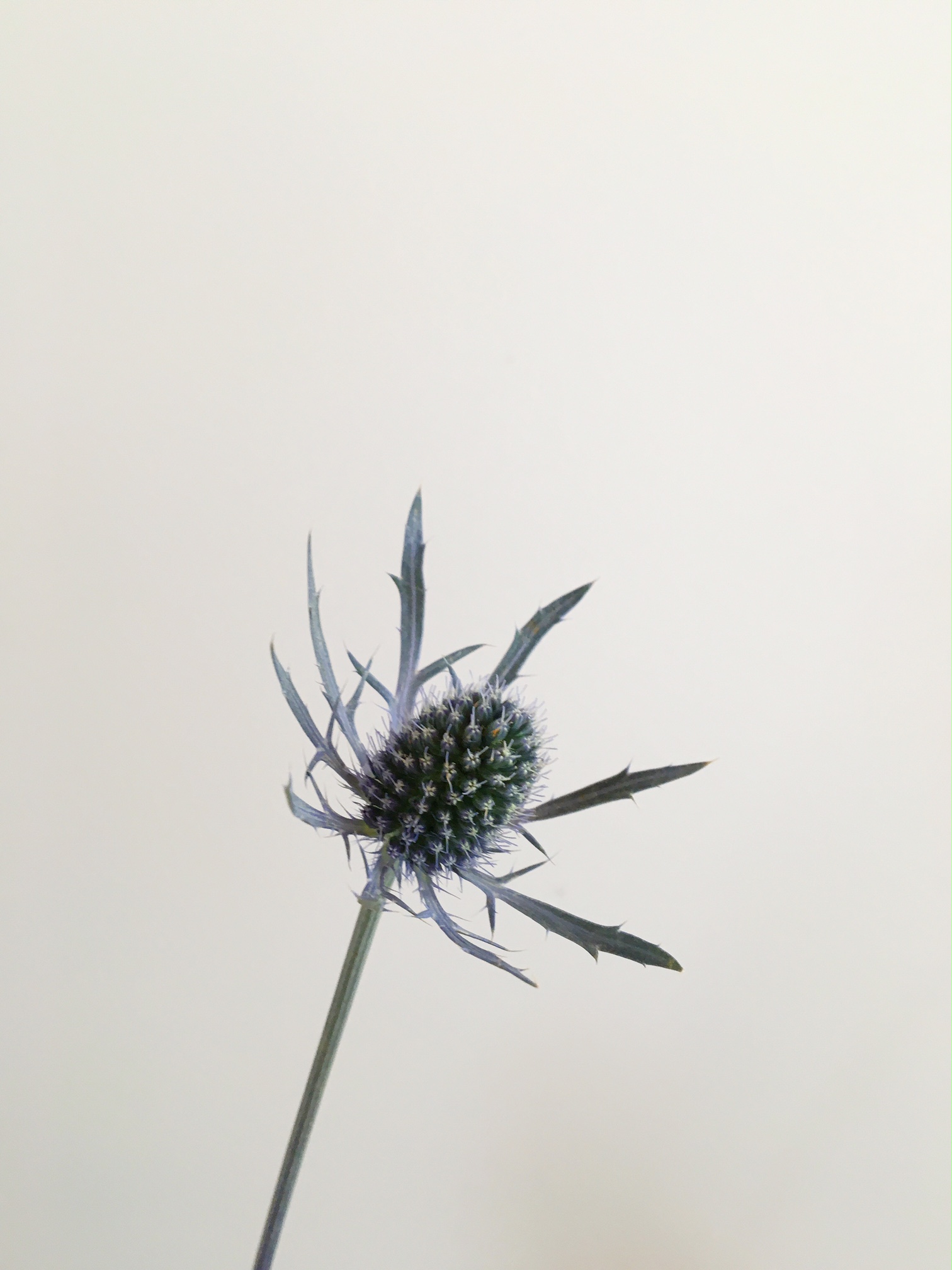 ERYNGIUM