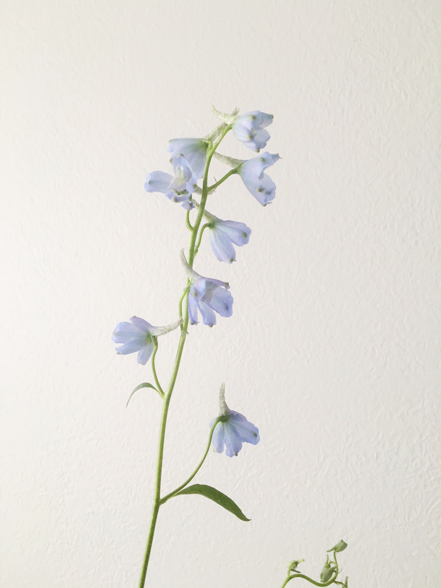 BLUE BELLADONNA DELPHINIUM