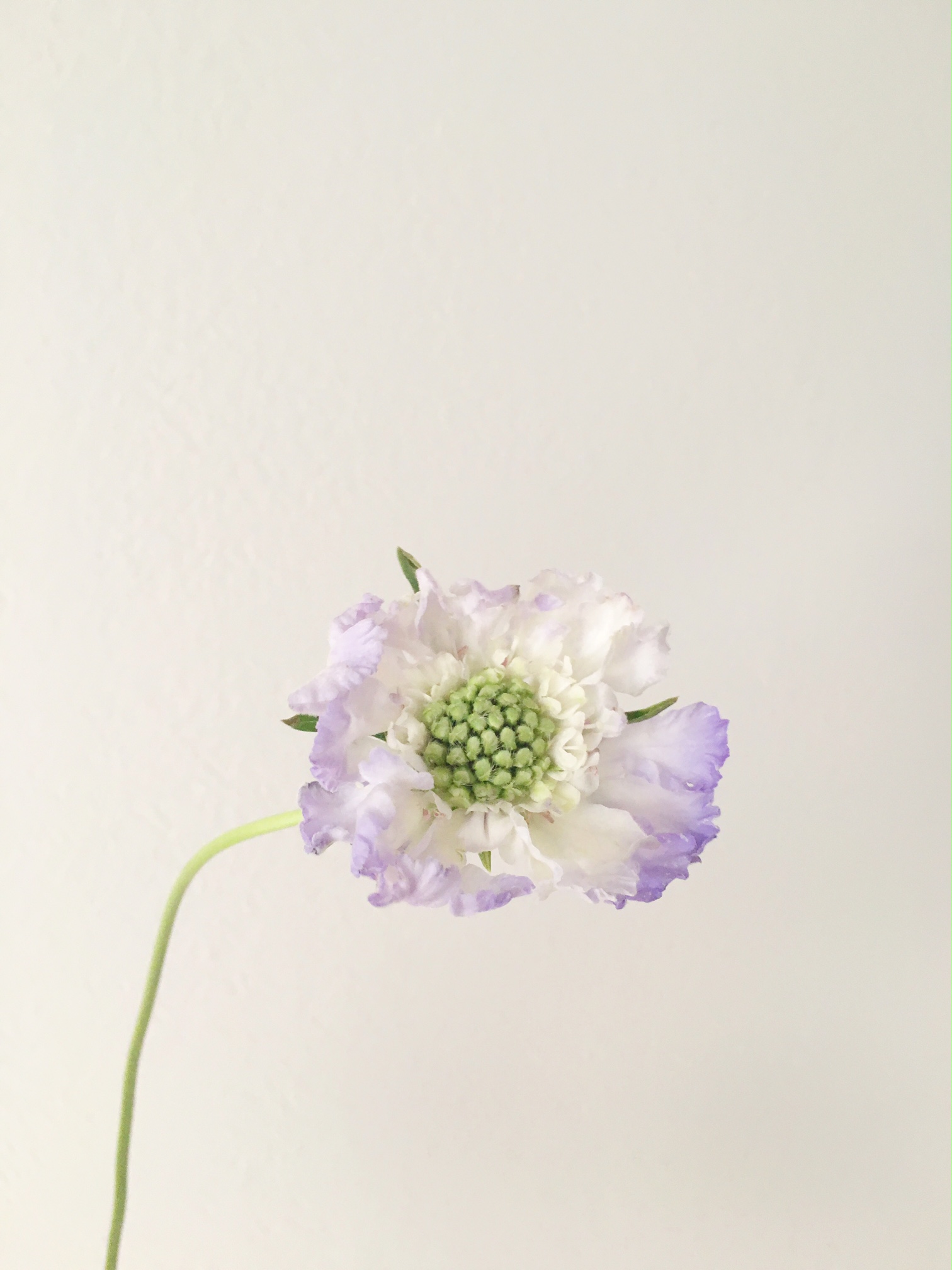 LAVENDAR SCABIOSA