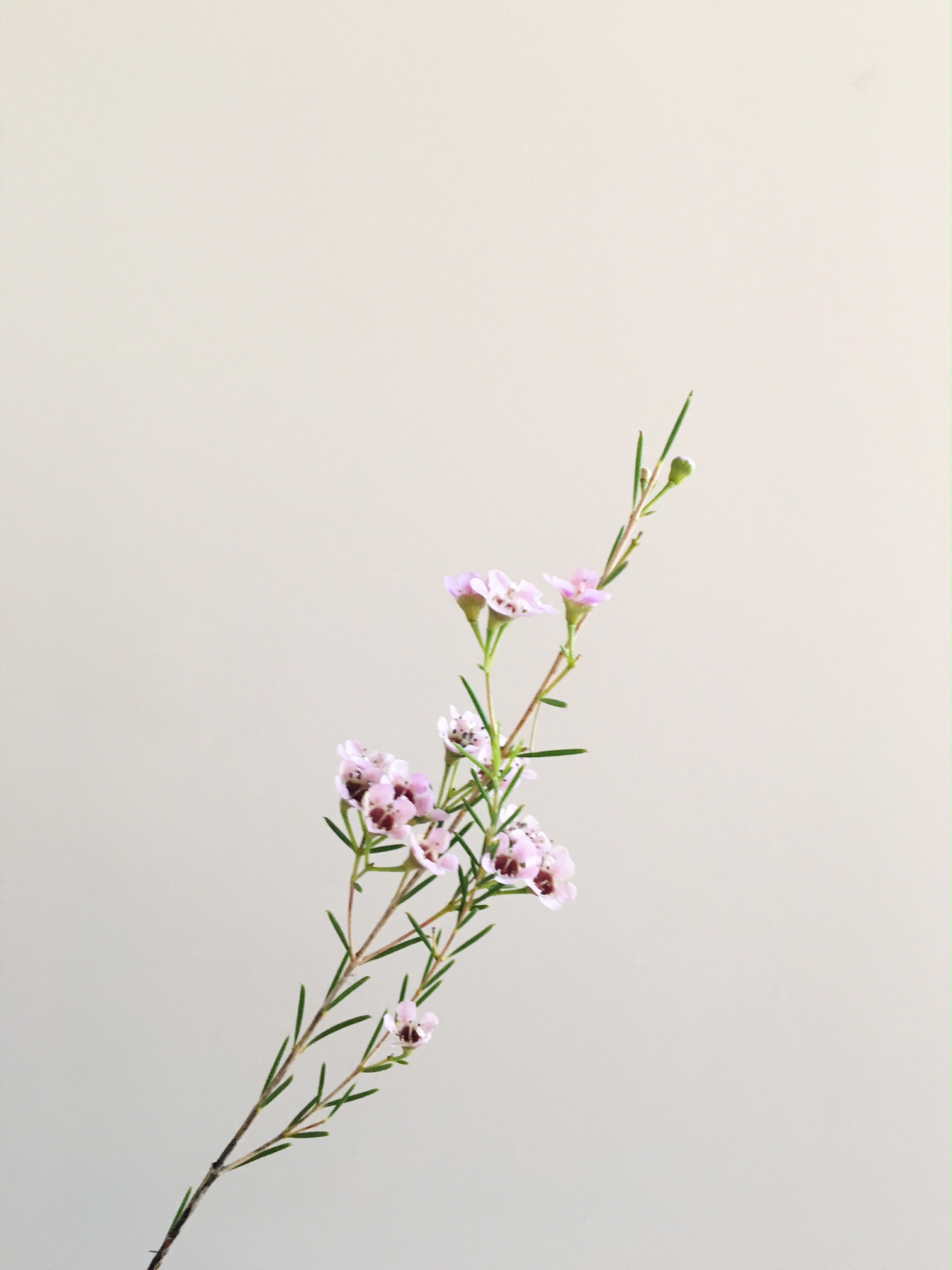 LAVENDAR WAX FLOWER