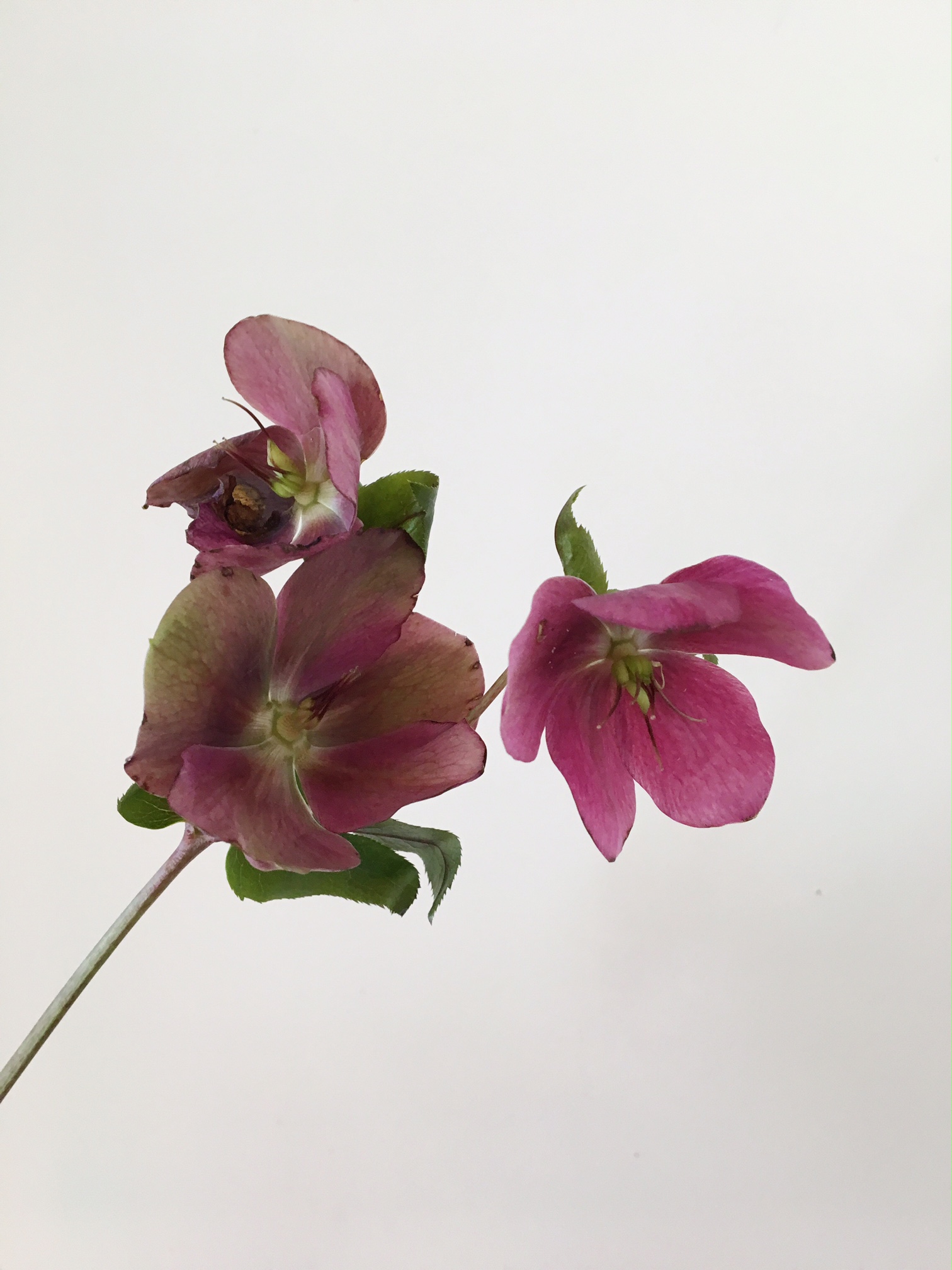 HELLEBORE