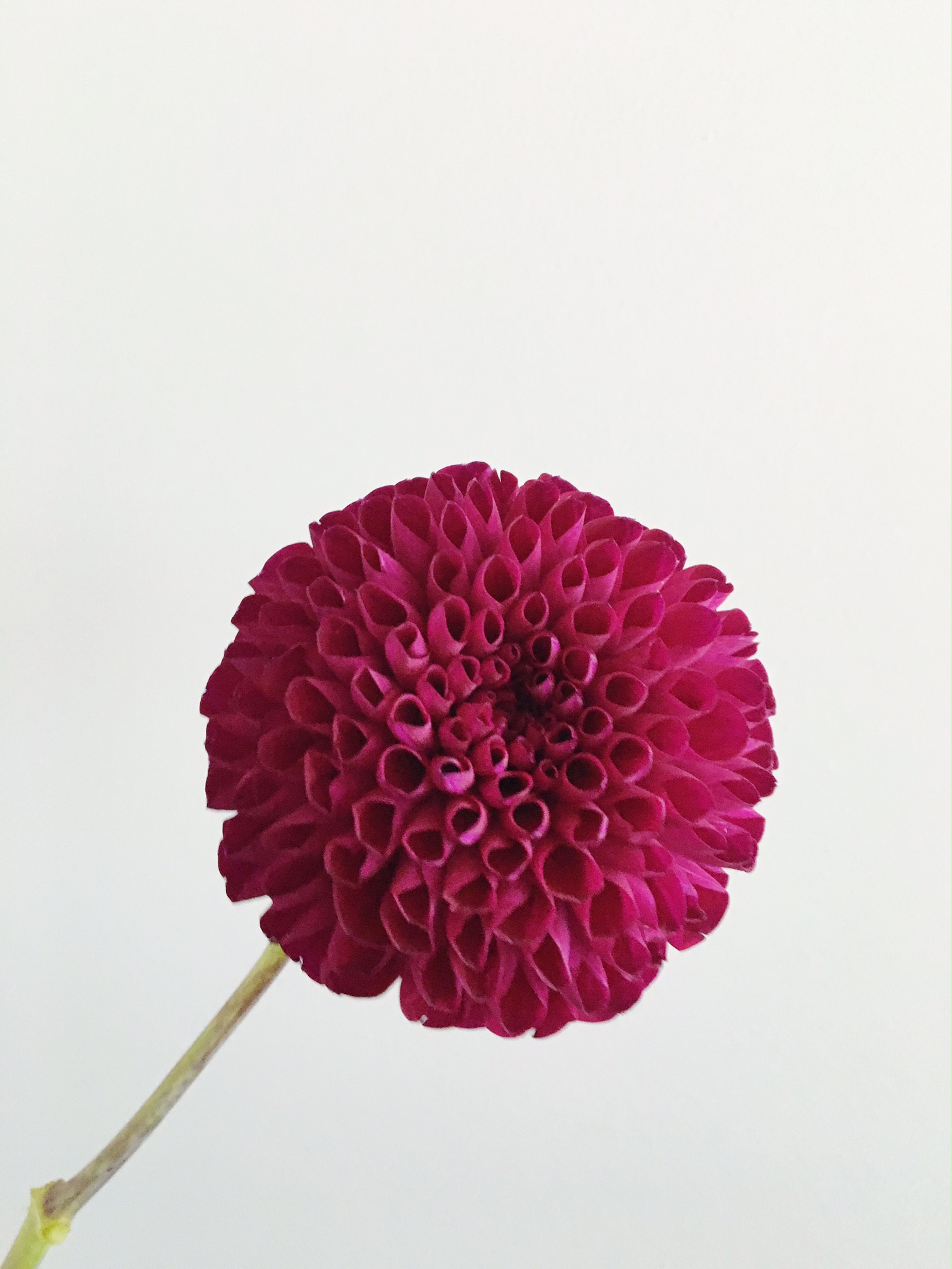 DARK PURPLE BALL DAHLIA