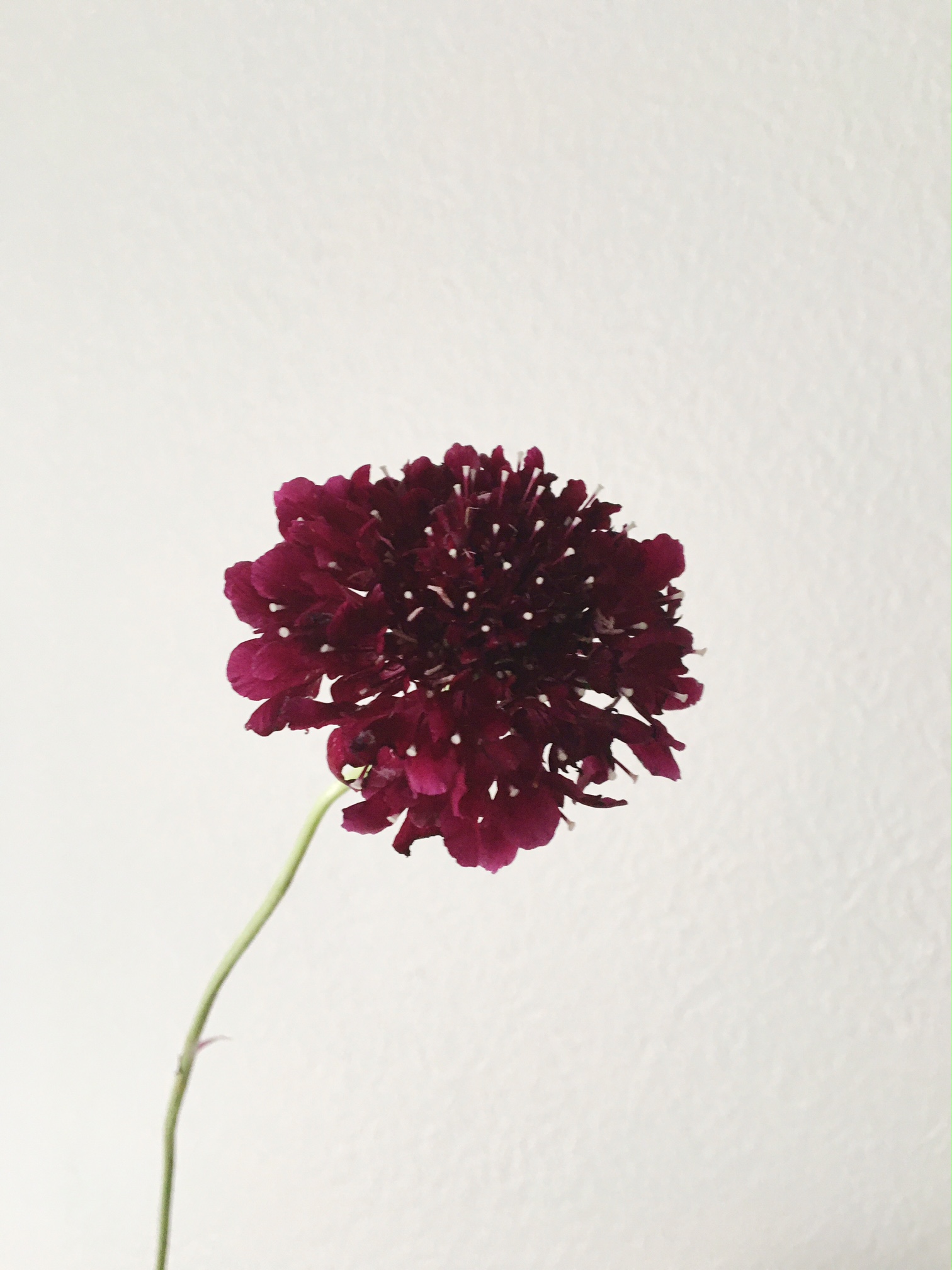 CHOCOLATE SCABIOSA