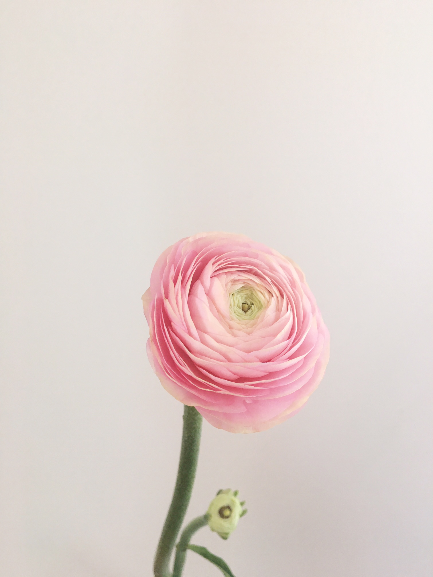 BLUSH RANUNCULUS