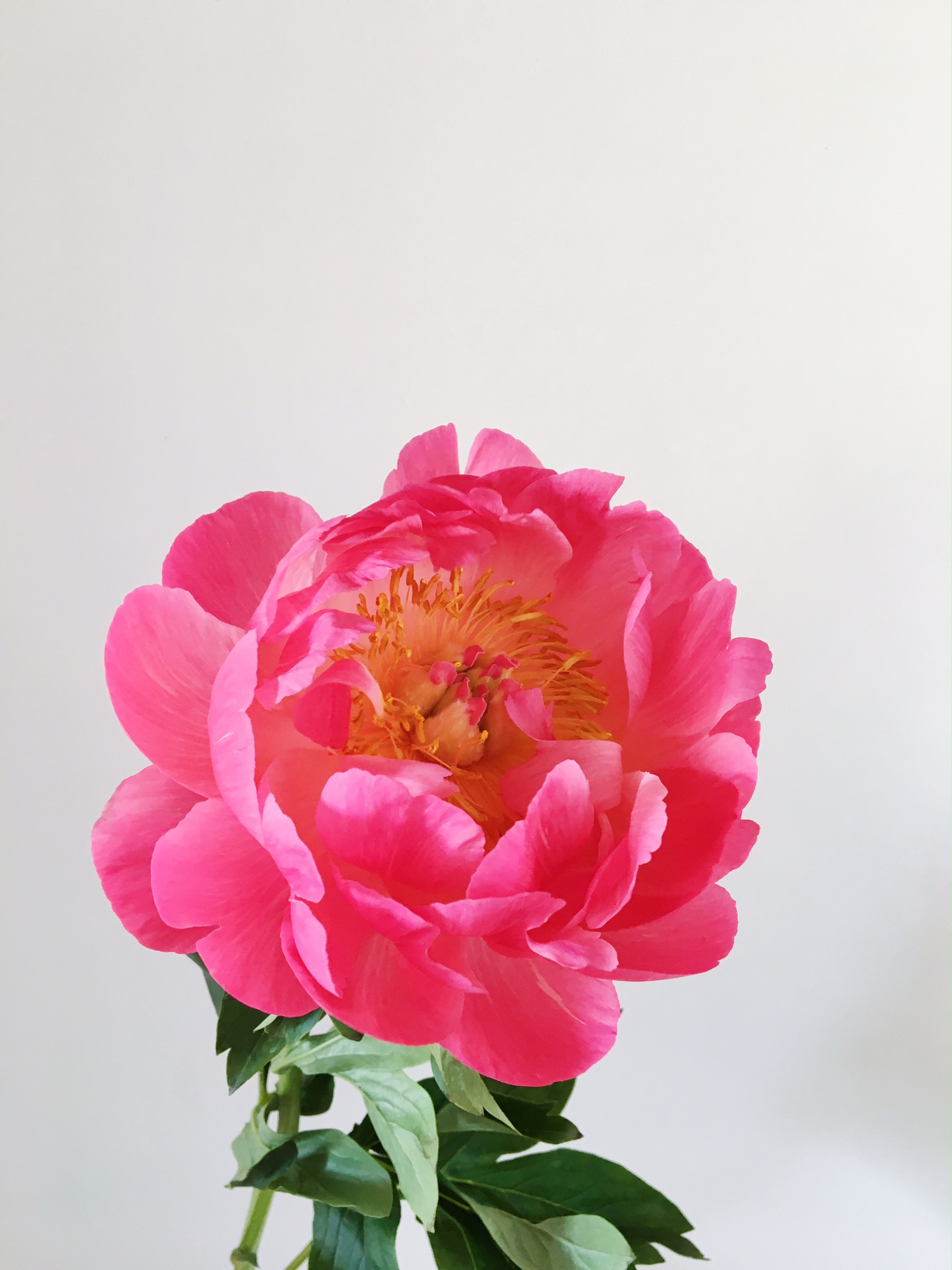 CORAL CHARM PEONY