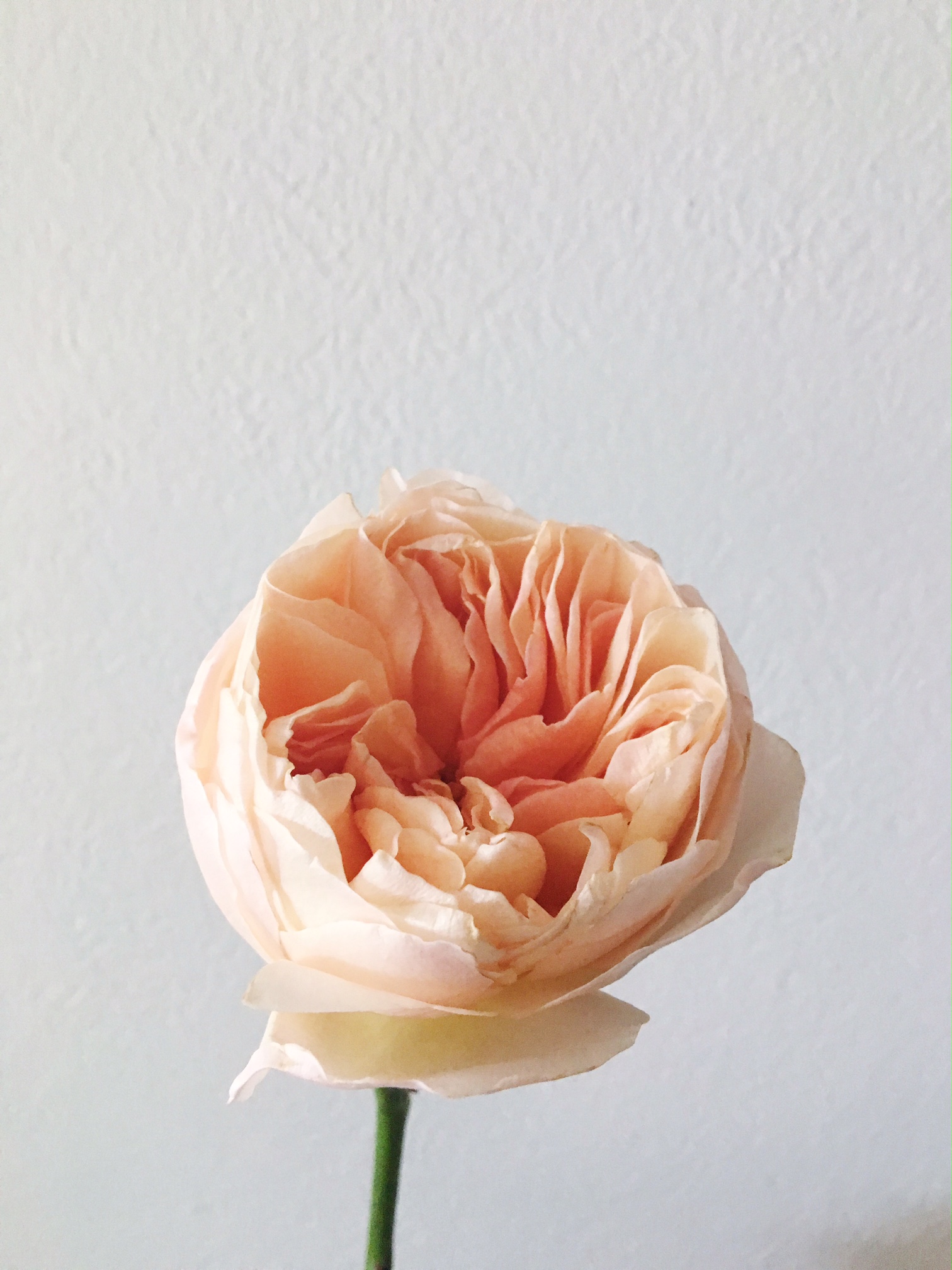 JULIET GARDEN ROSE