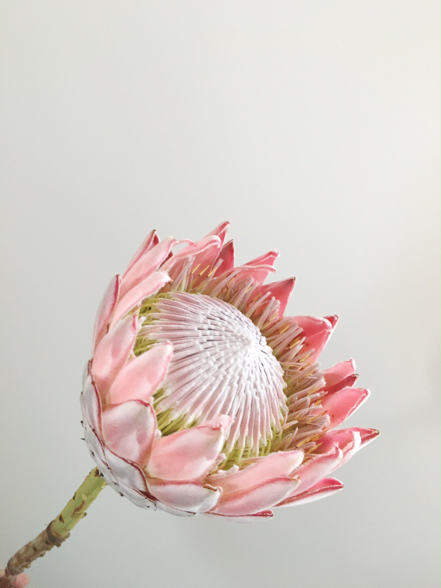 KING PROTEA