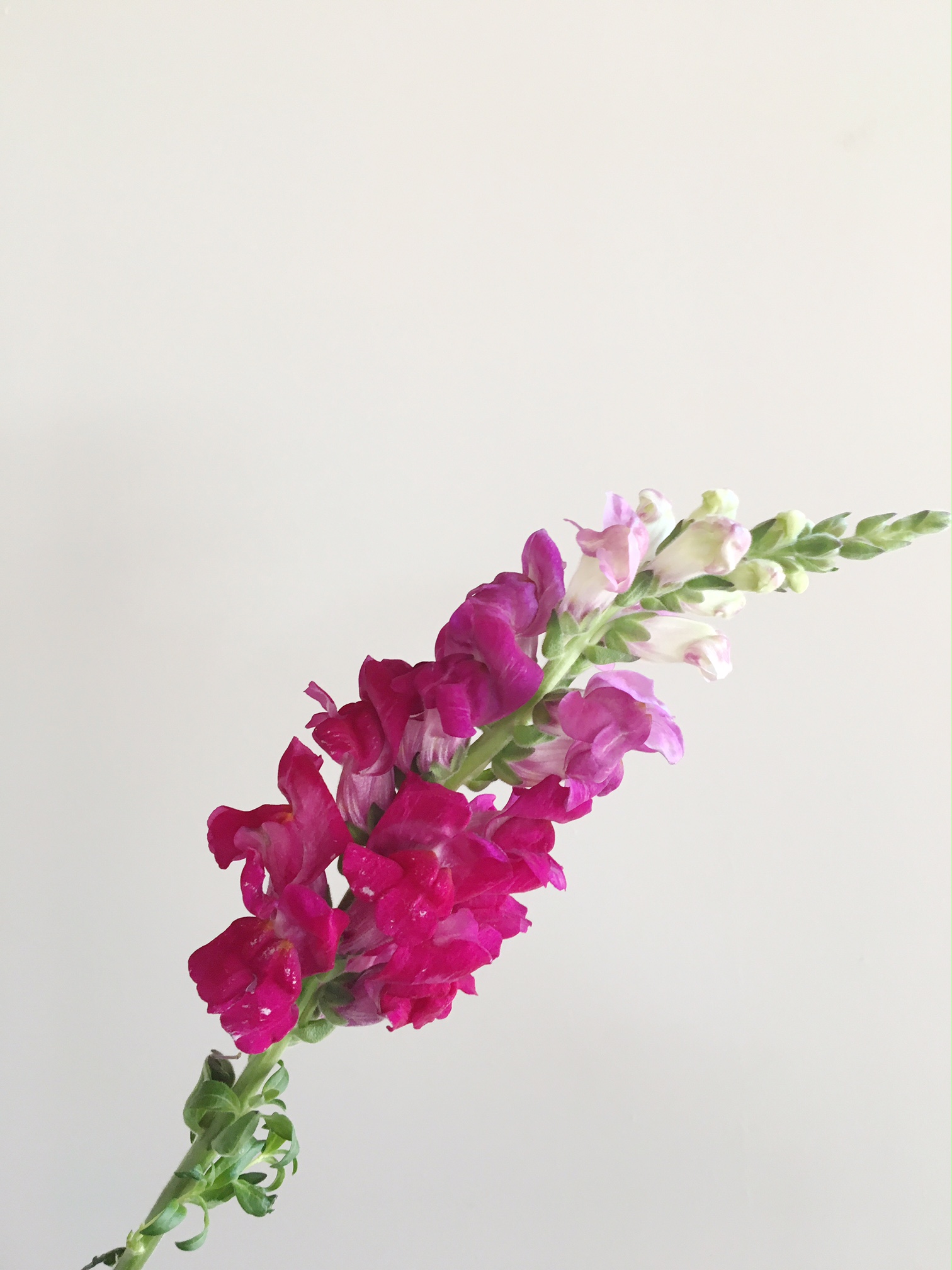 PURPLE SNAPDRAGON