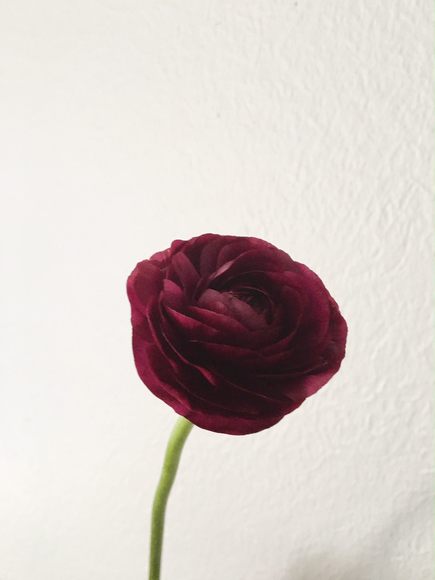 PLUM RANUNCULUS