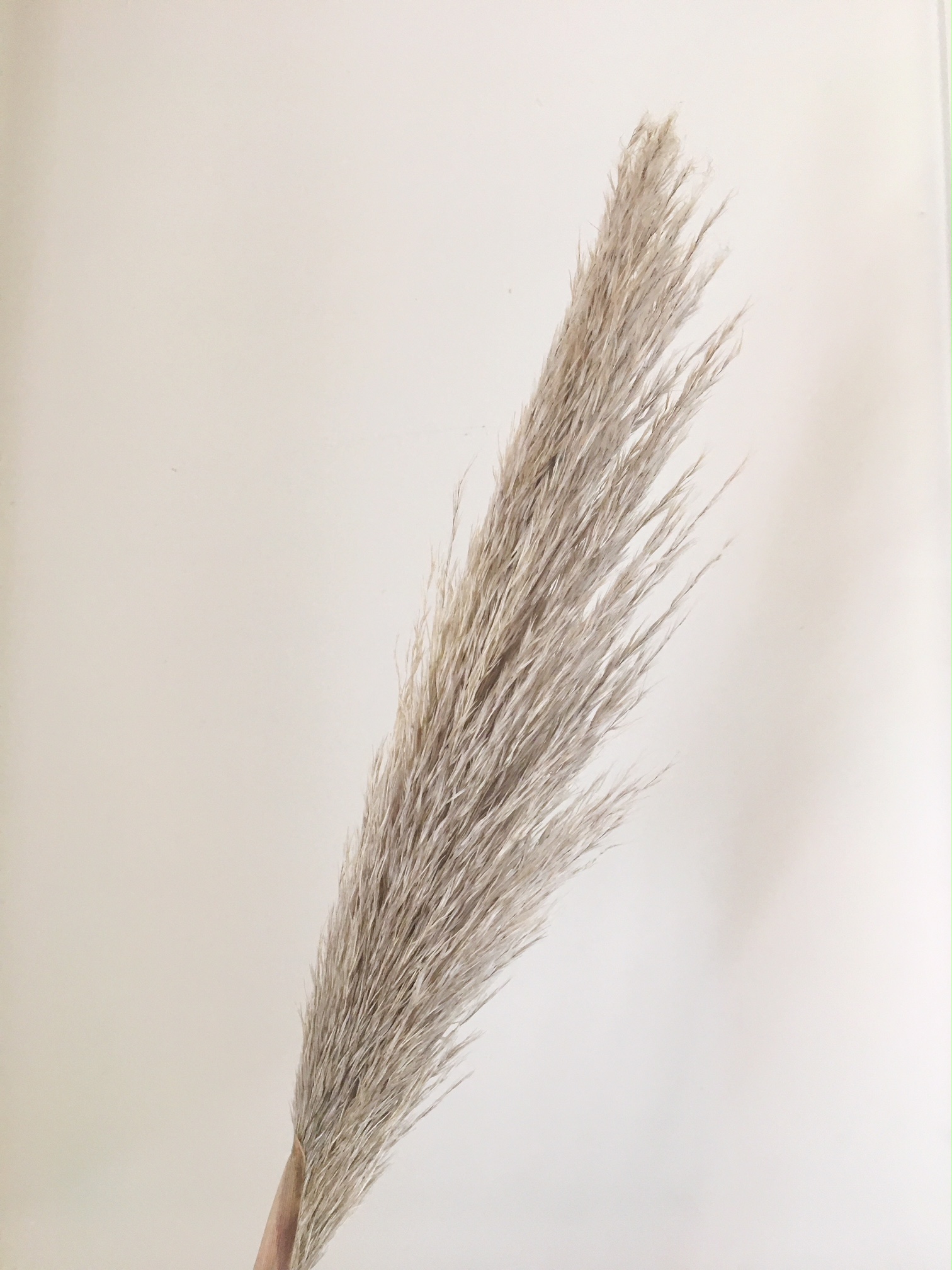 PAMPAS GRASS