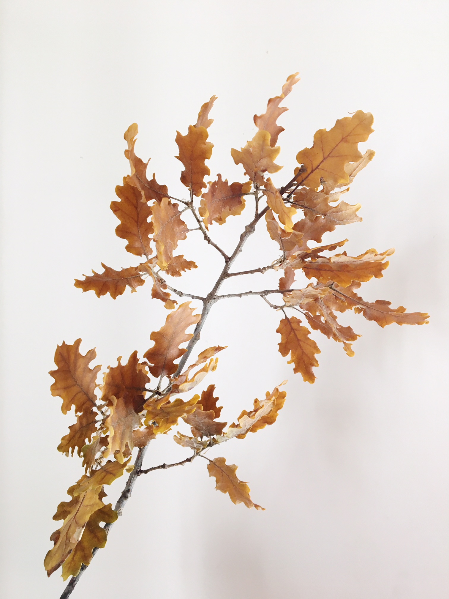 GOLD OAK LEAVES