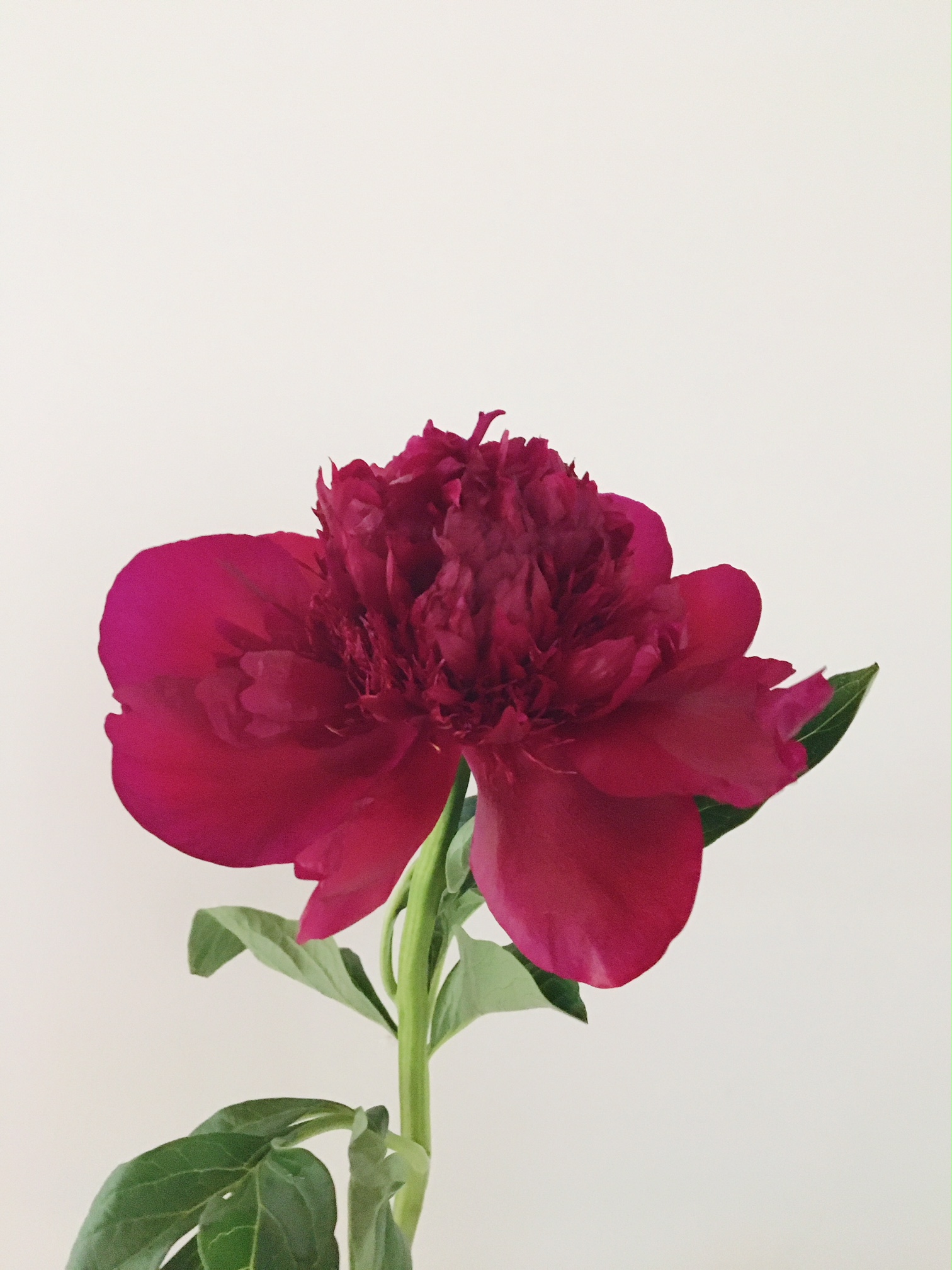 BURGUNDY PEONY