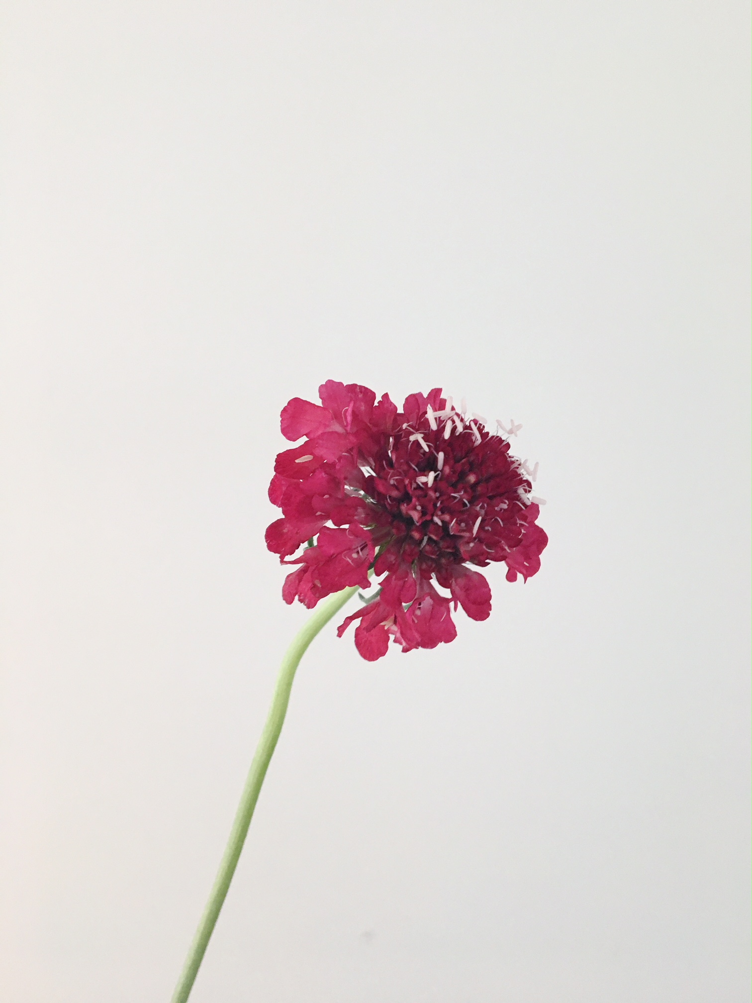 BURGUNDY SCABIOSA