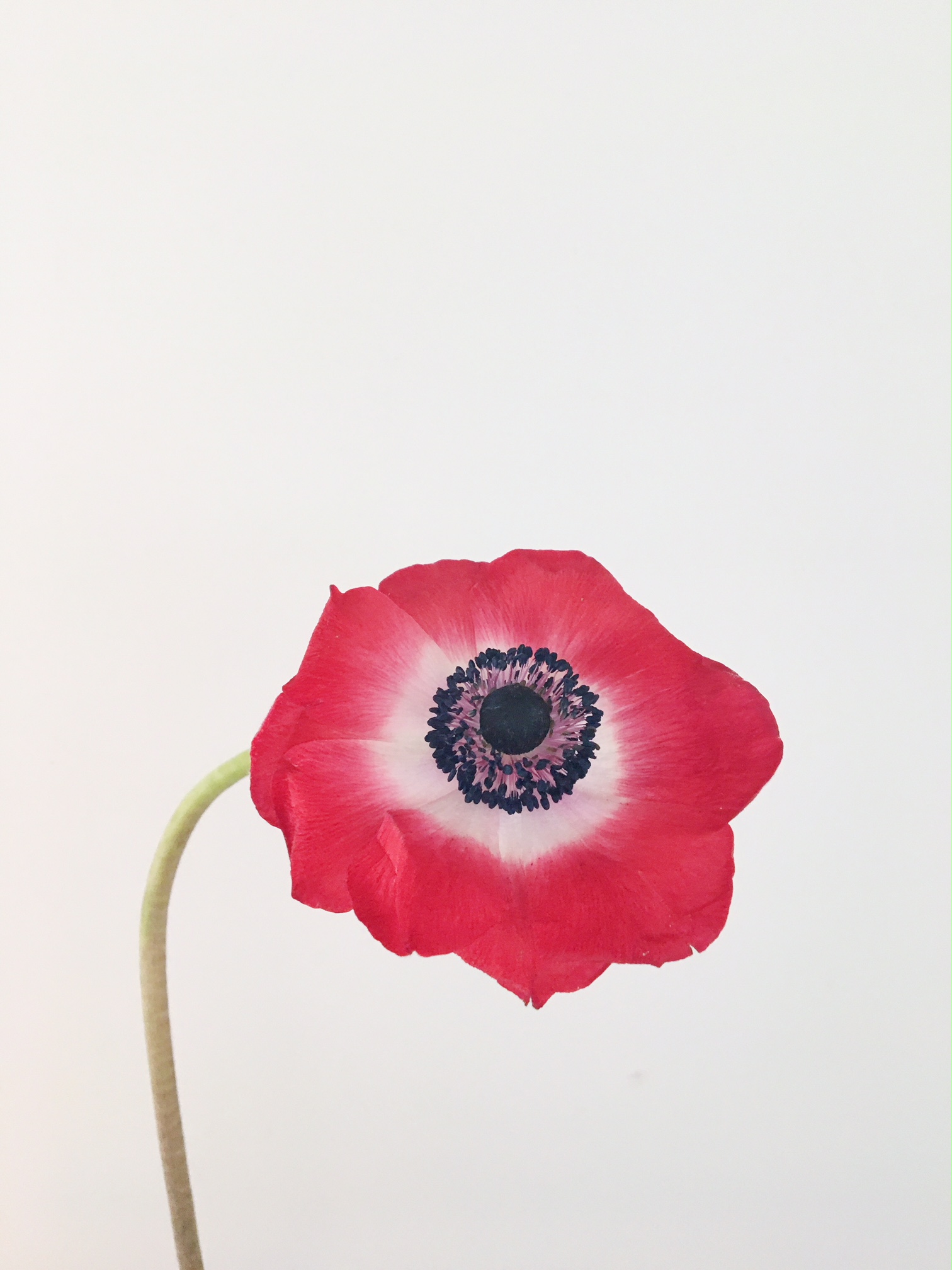 RED ANEMONE