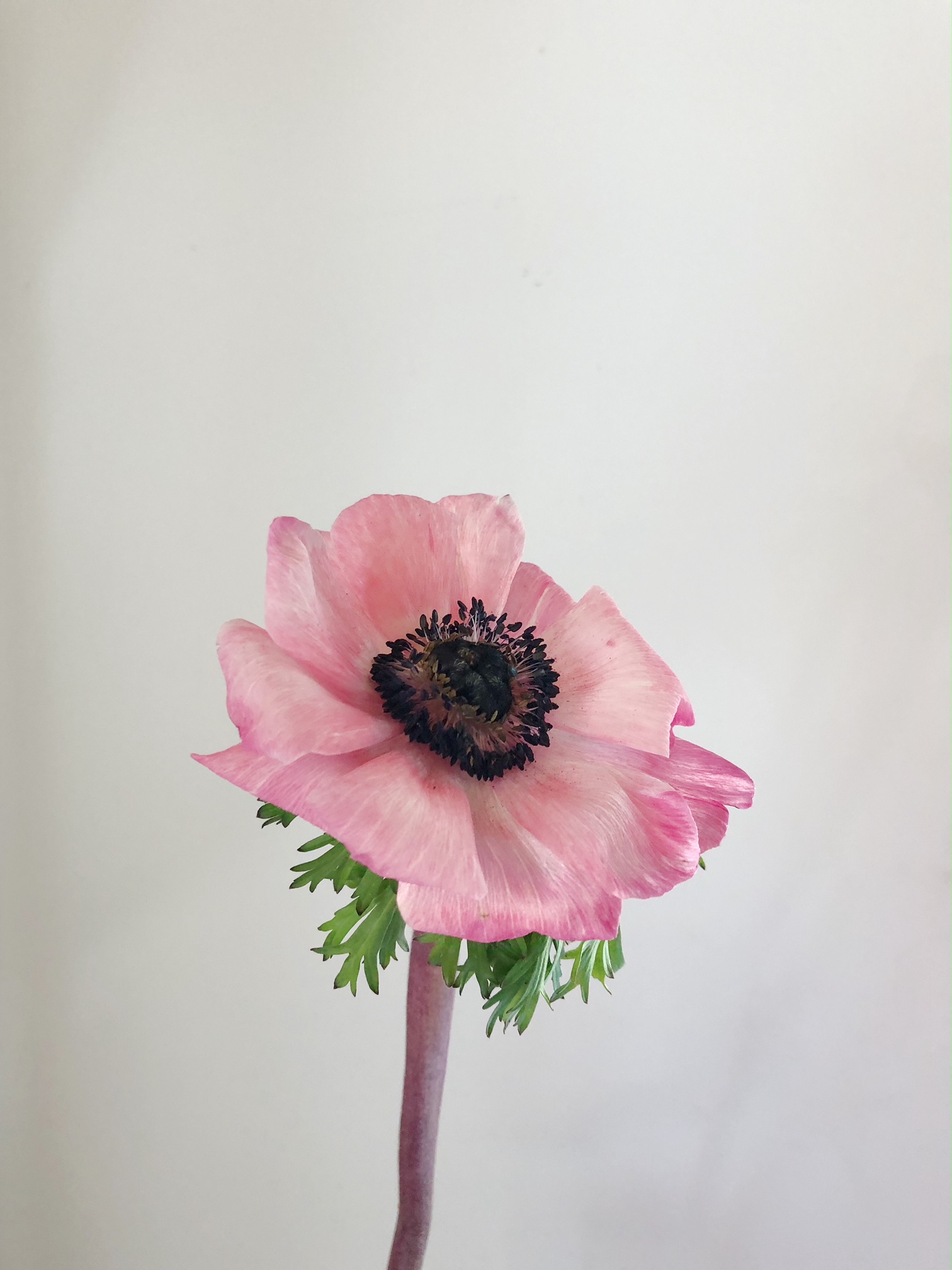 PINK ANEMONE