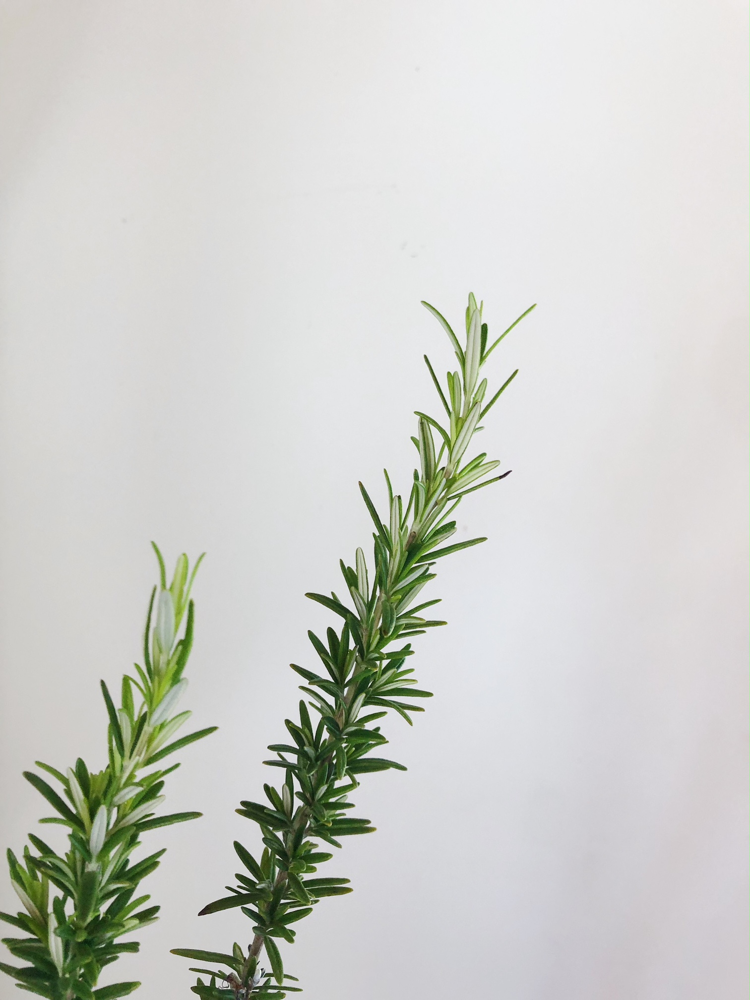 ROSEMARY