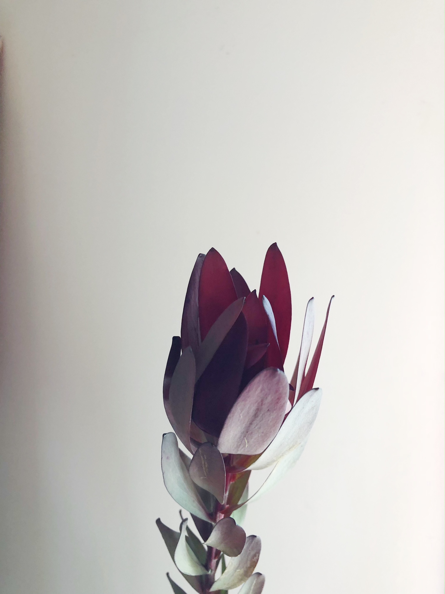 LEUCADENDRON (SAFARI SUNSET)