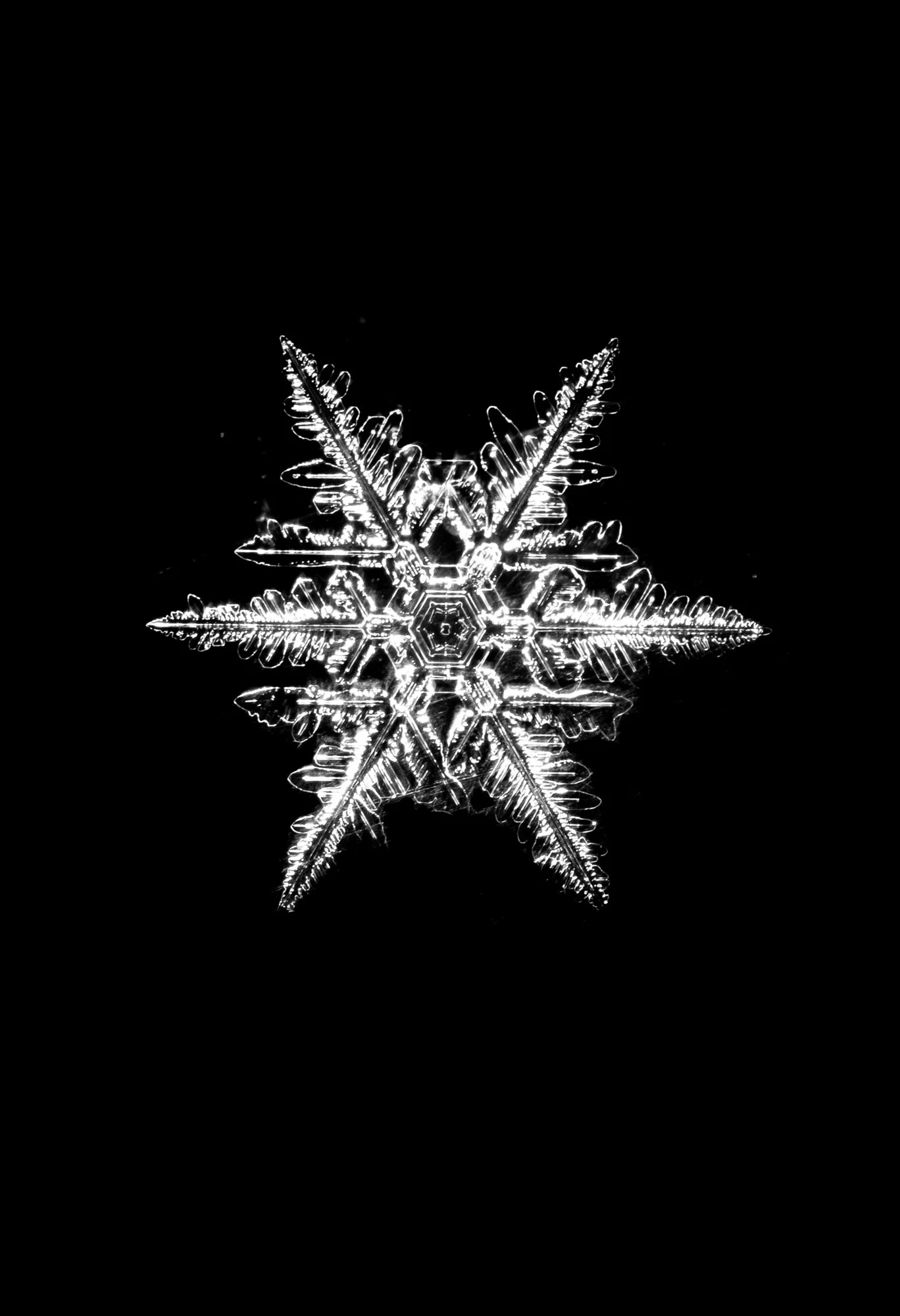 Stellar Dendrite-1.jpg