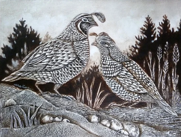 California Quail Living in Oregon
