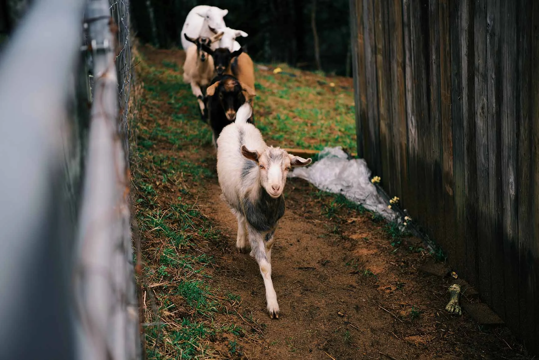 Sells Farm, Virginia | Nik Sharma Photography
