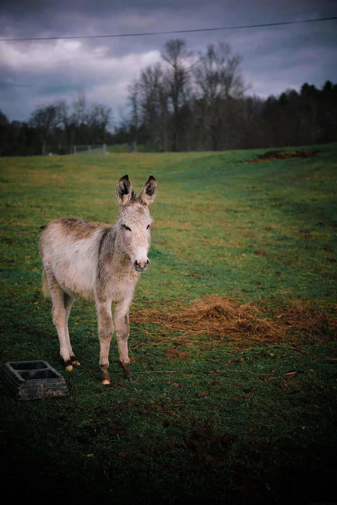 Sells Farm, Virginia | Nik Sharma Photography