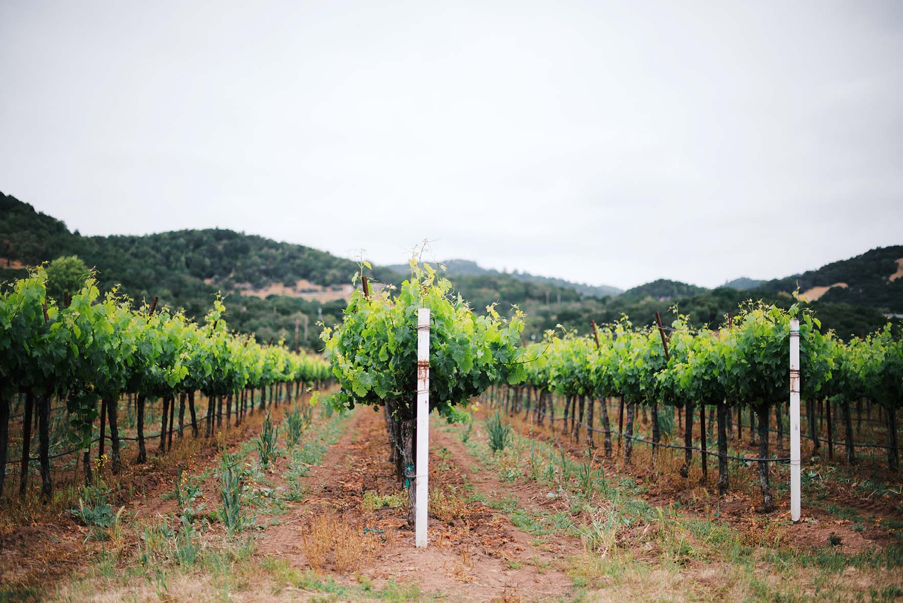 Napa Spring | Nik Sharma Photography