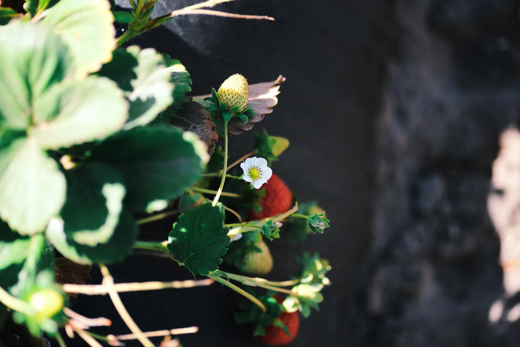 CA Strawberries | Nik Sharma Photography