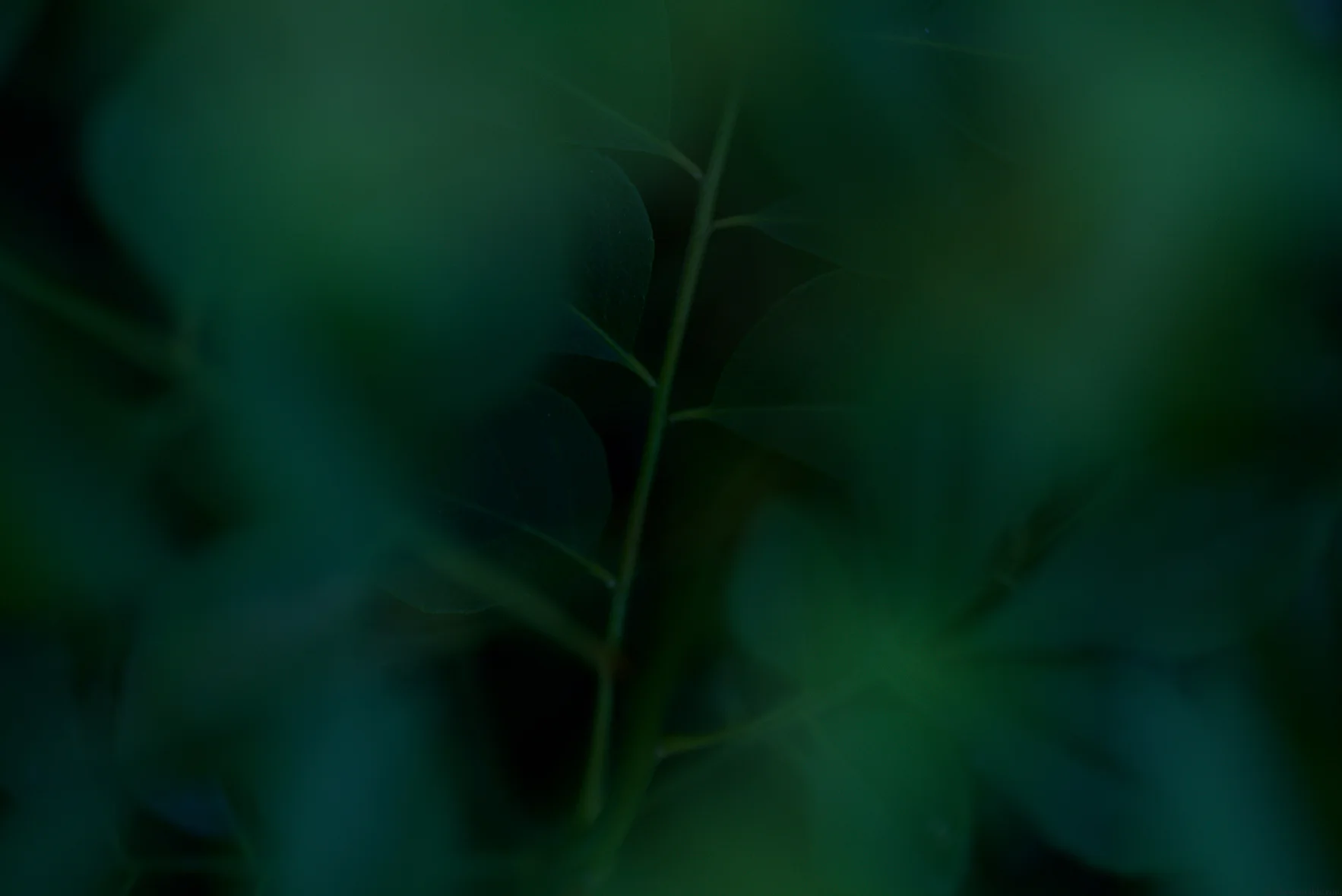 curry leaves | Nik Sharma Photography