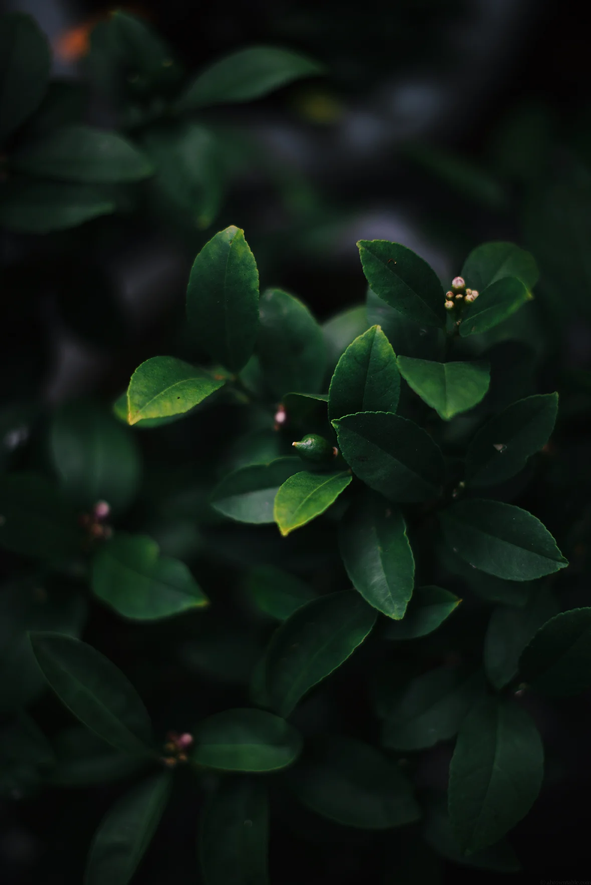 Nik Sharma Photography
